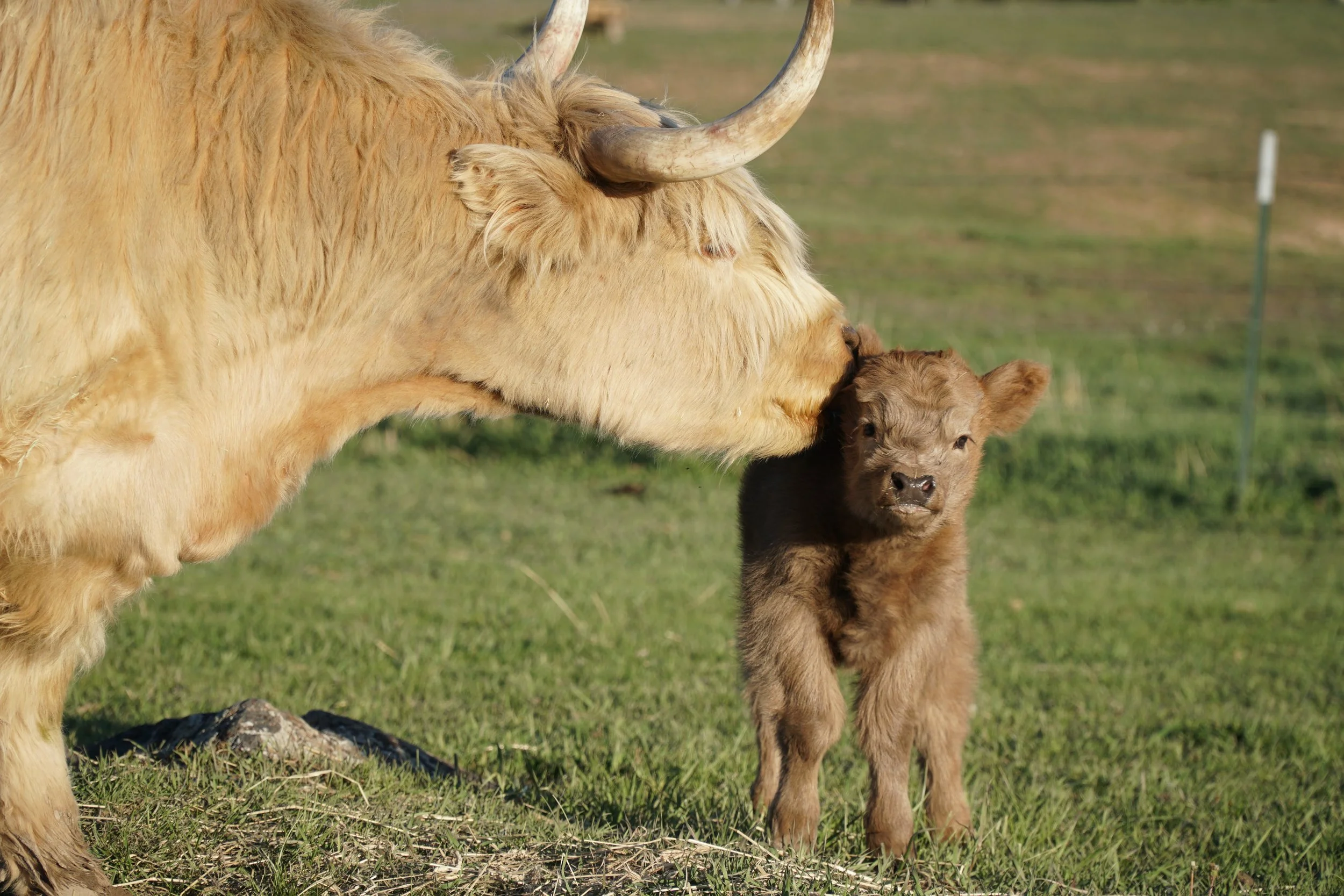 This adorable dun heifer is our first Merlin baby! She is so tiny! Results are in and she is indeed C+. Born April 14th