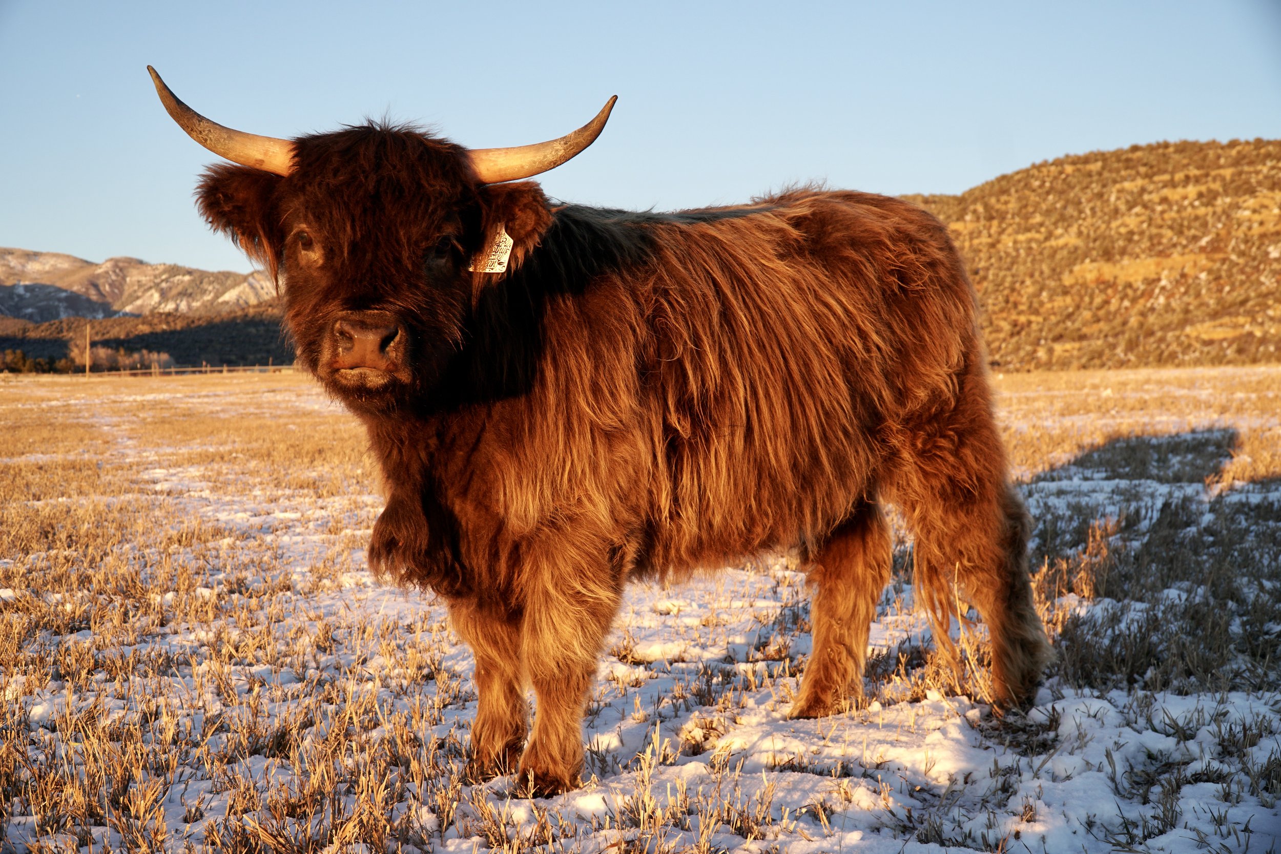 Dorothy Jean,
Midsize Dun Highland