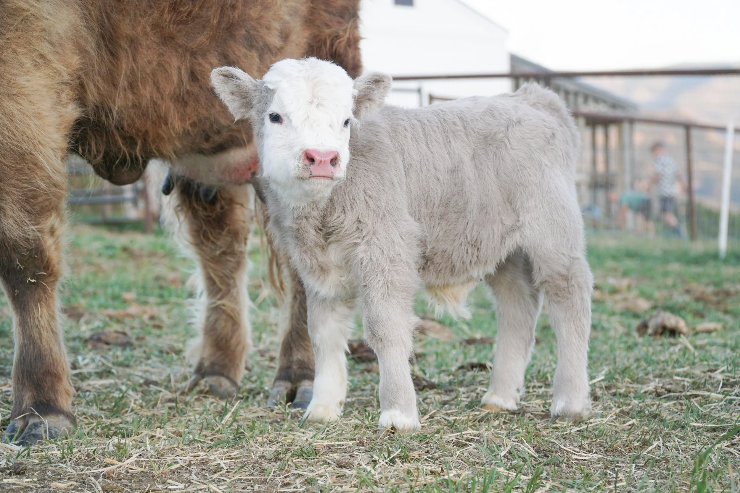 Another perfect C+ panlander bull calf from HMC Tug and our sweet Dorothy Jean. This little silver cutie will be staying here with me forever! Born May 12th
