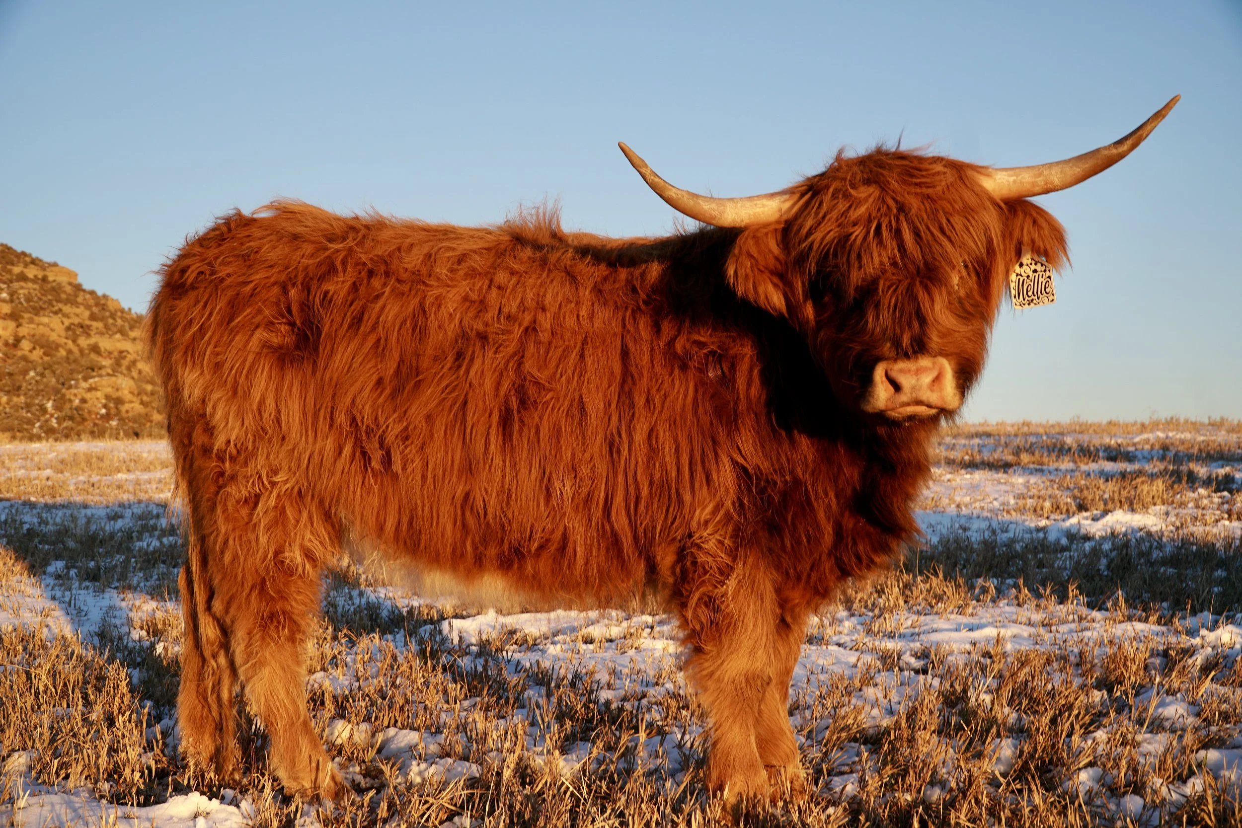 Nellie,
Midsize Red Brindle