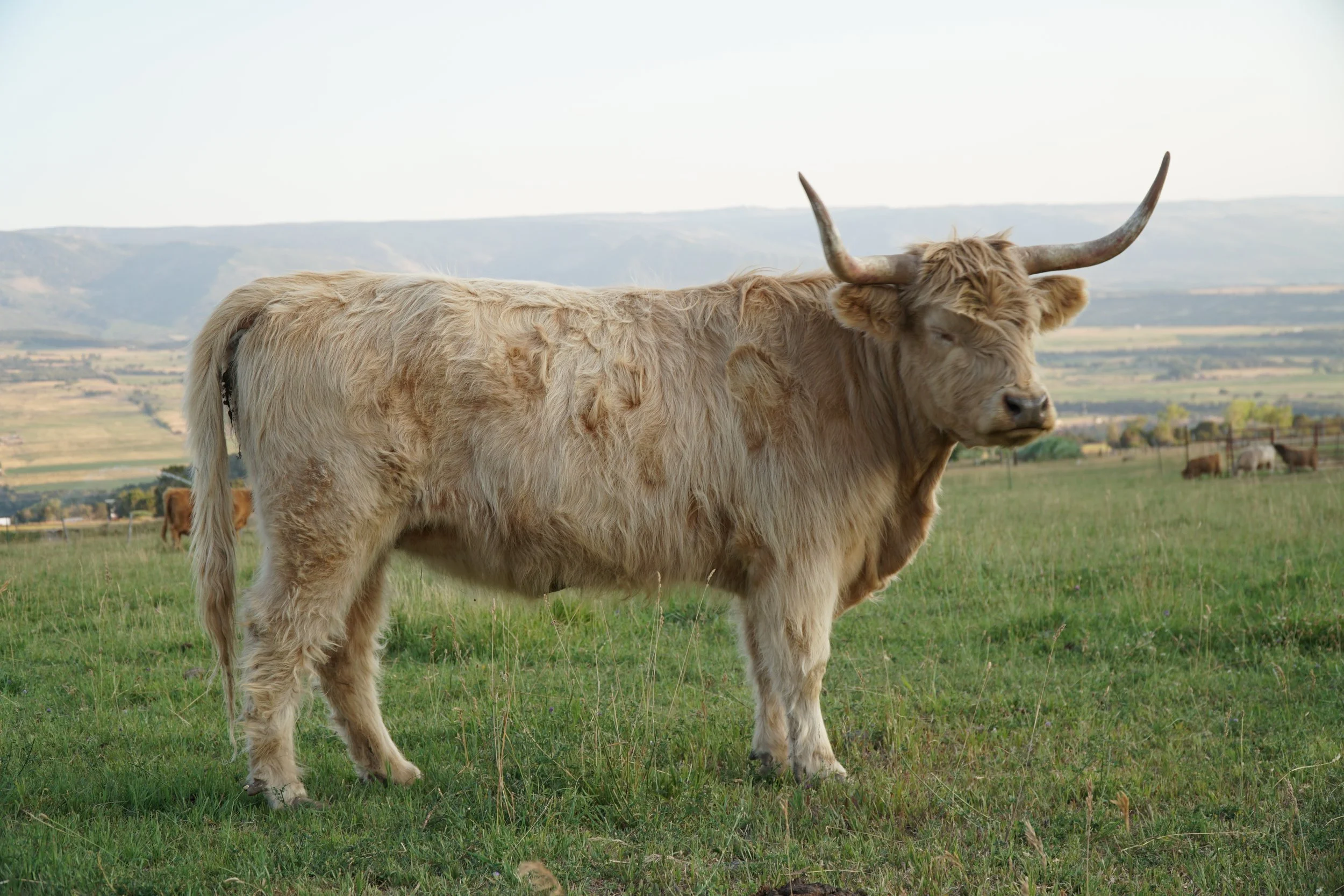 Holly,
Midsize White (wild type) Highland