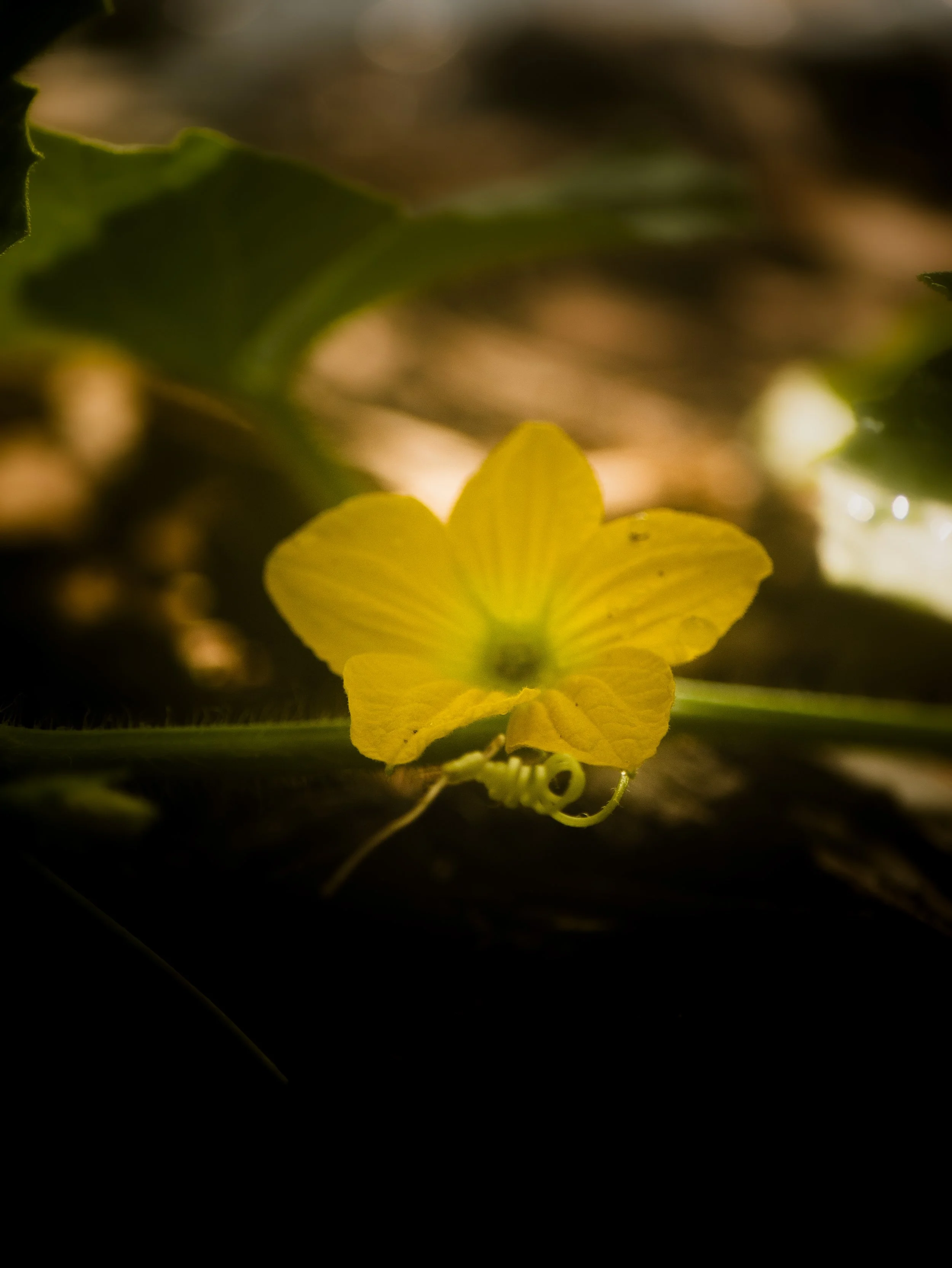 ground level bloom