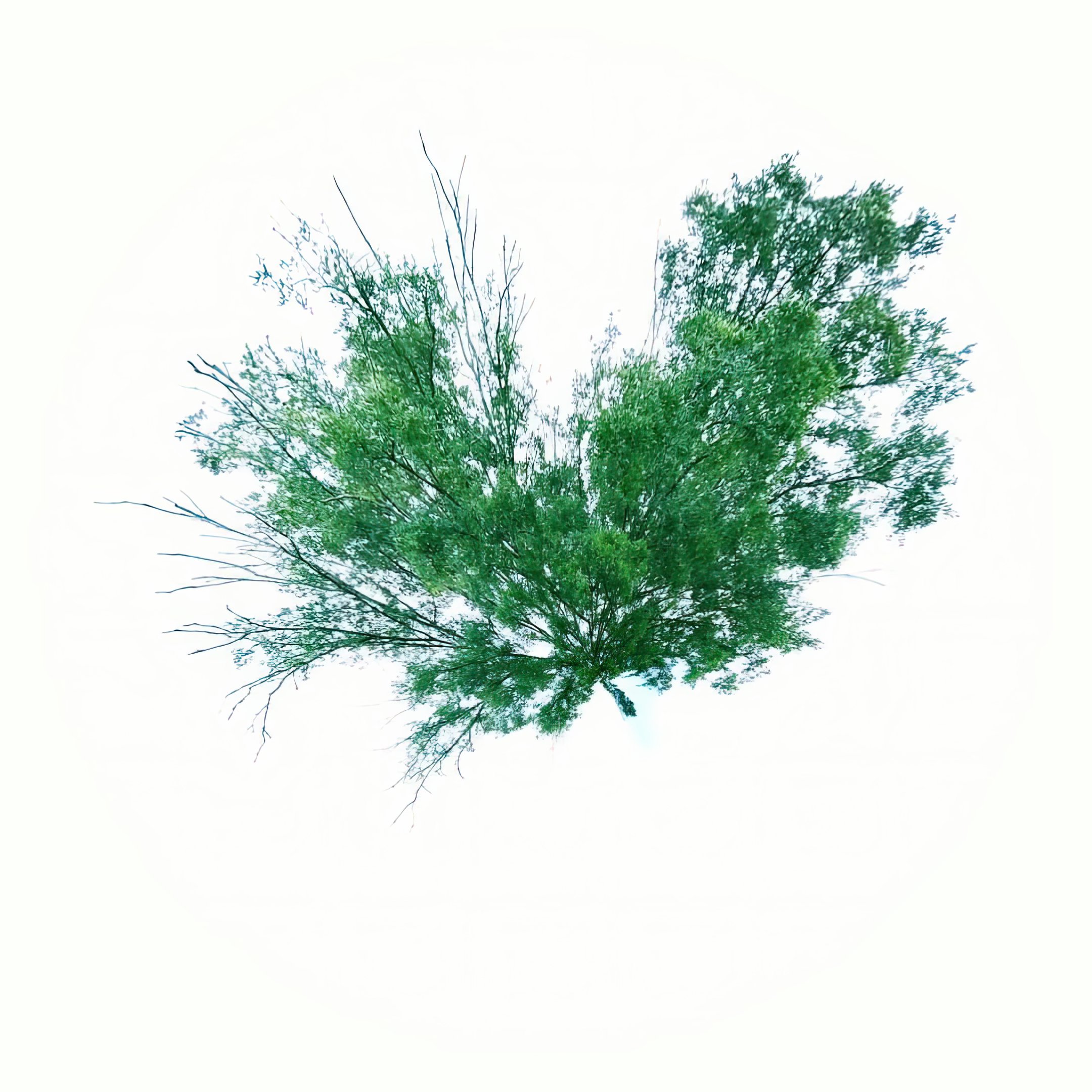 Air Plant.jpeg