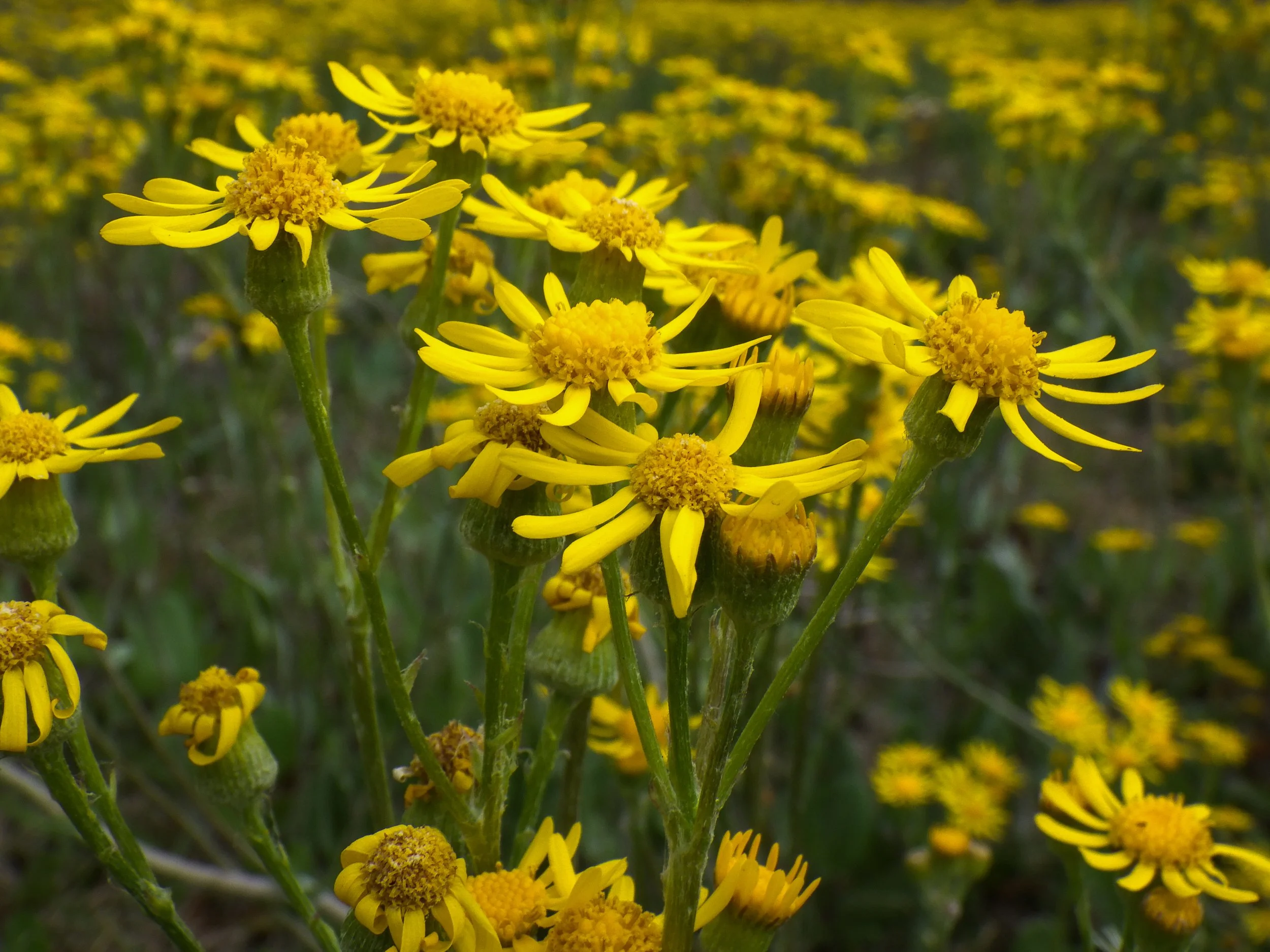 interstate yellow