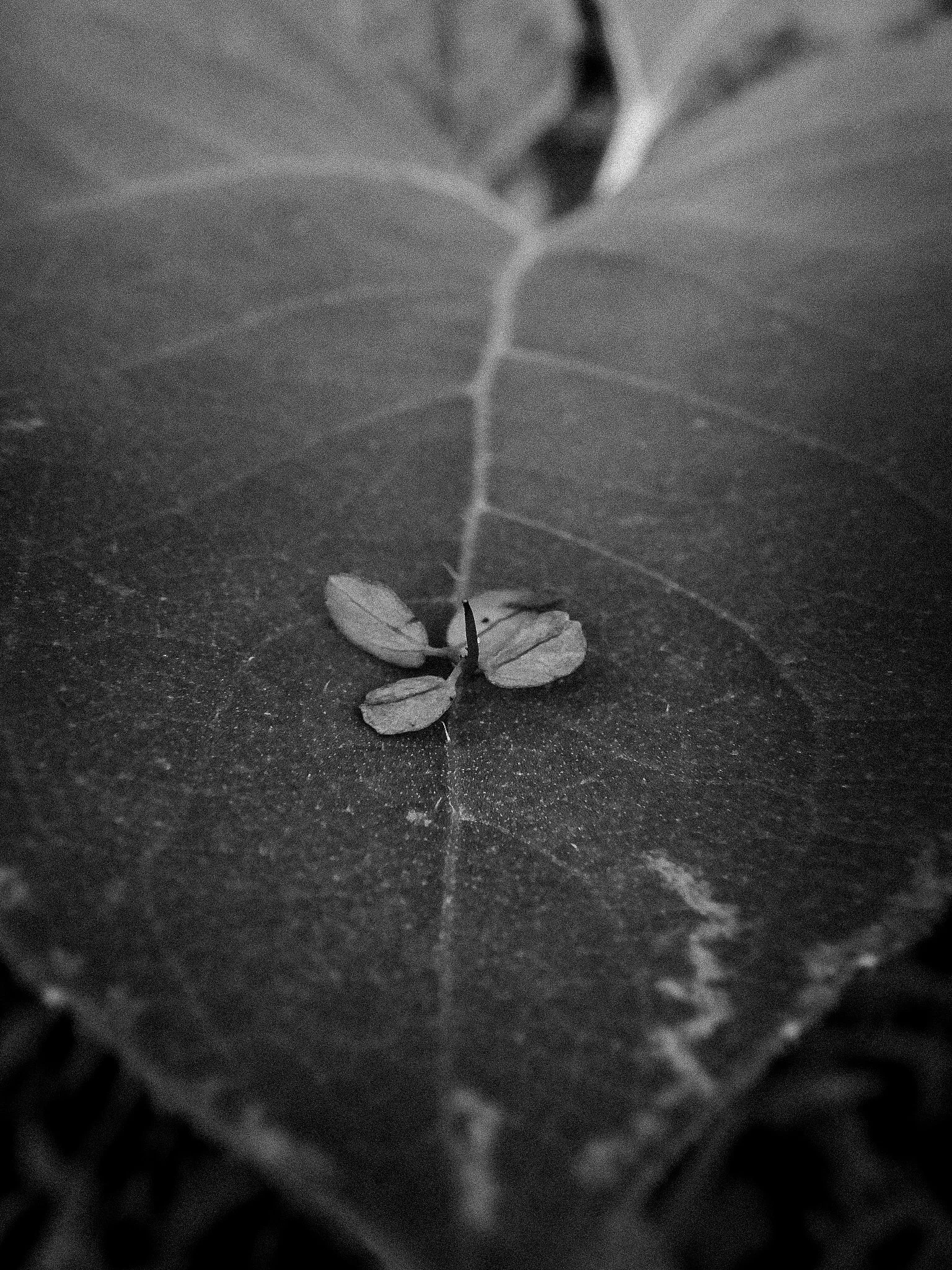 leaf squared