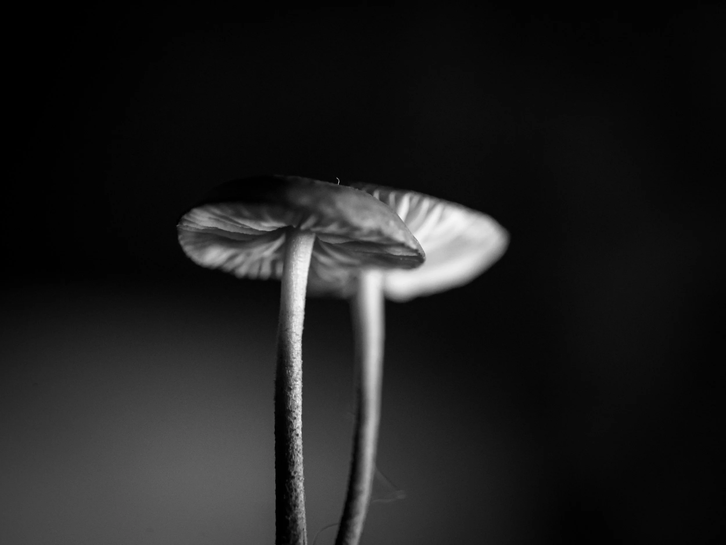 macro fungi