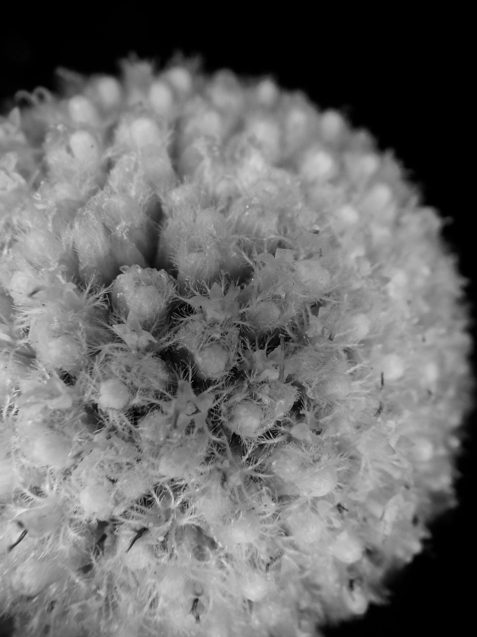 textures in black and white