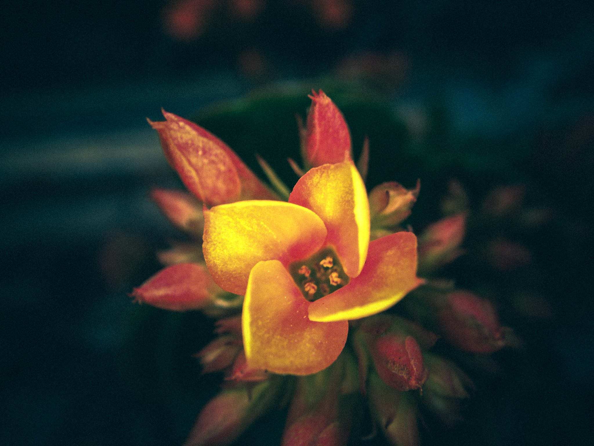 windowsill bloom