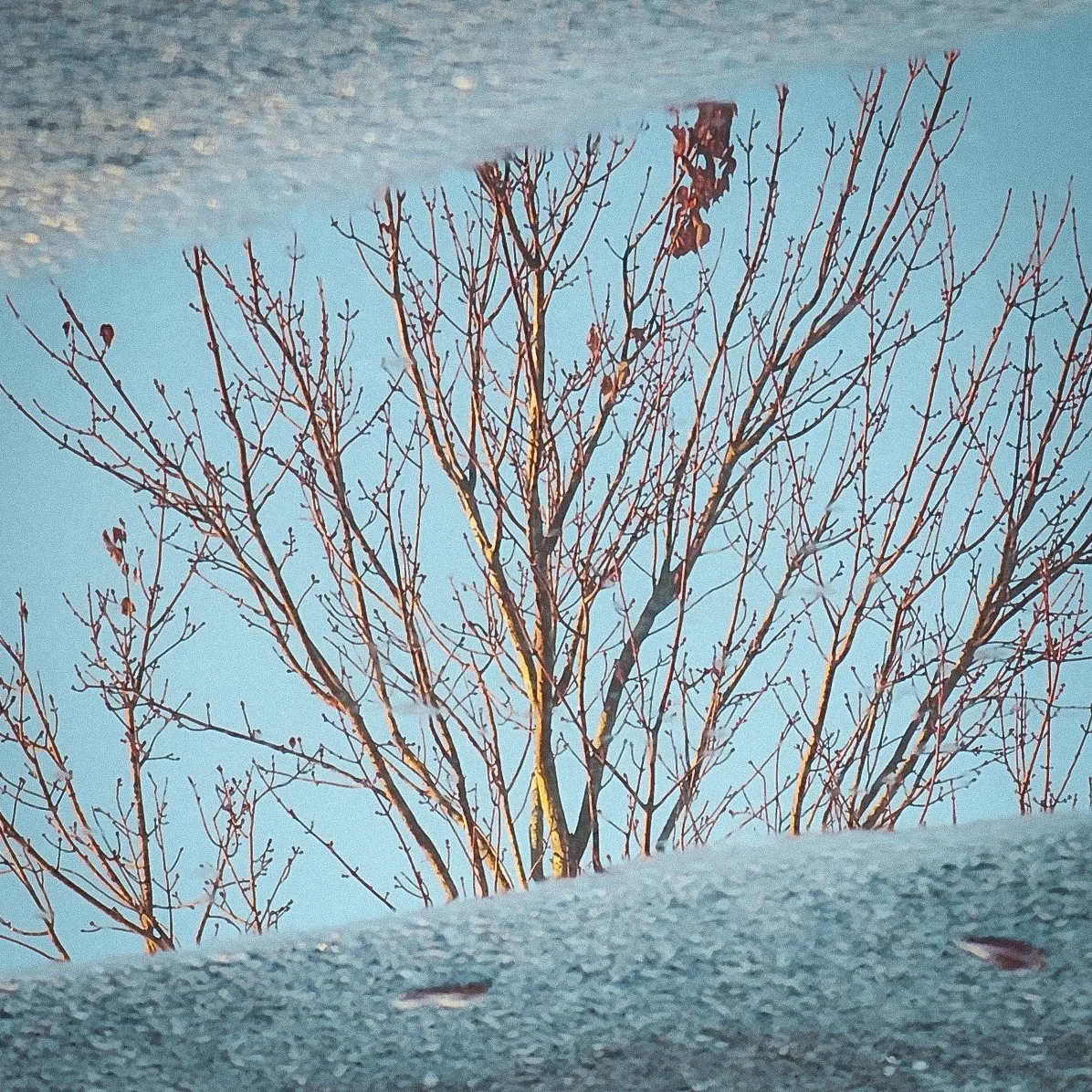 fall reflection