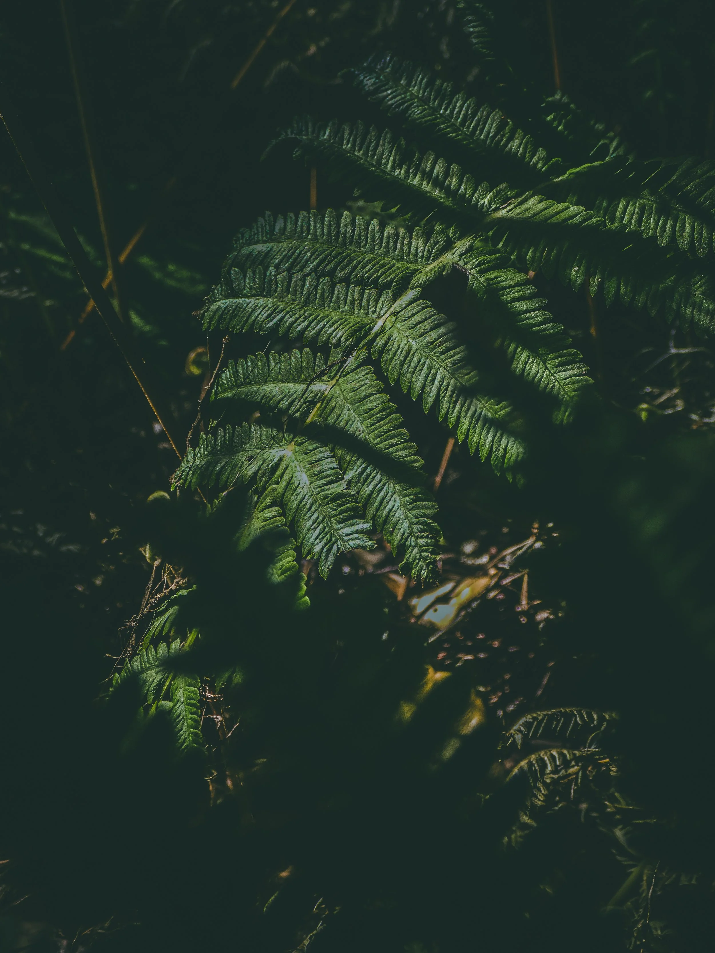 in the shadows