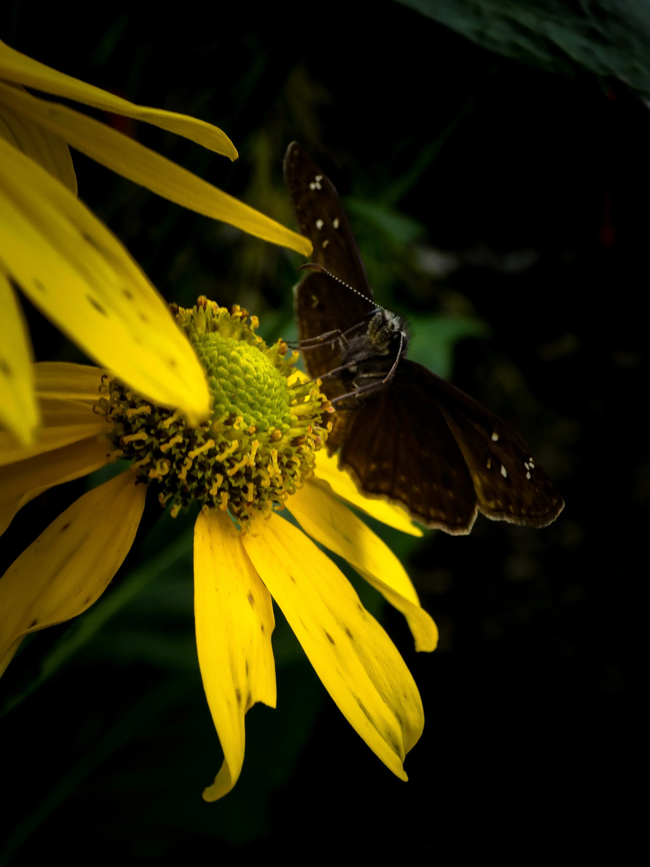 midnight guest at the Sunflower ball