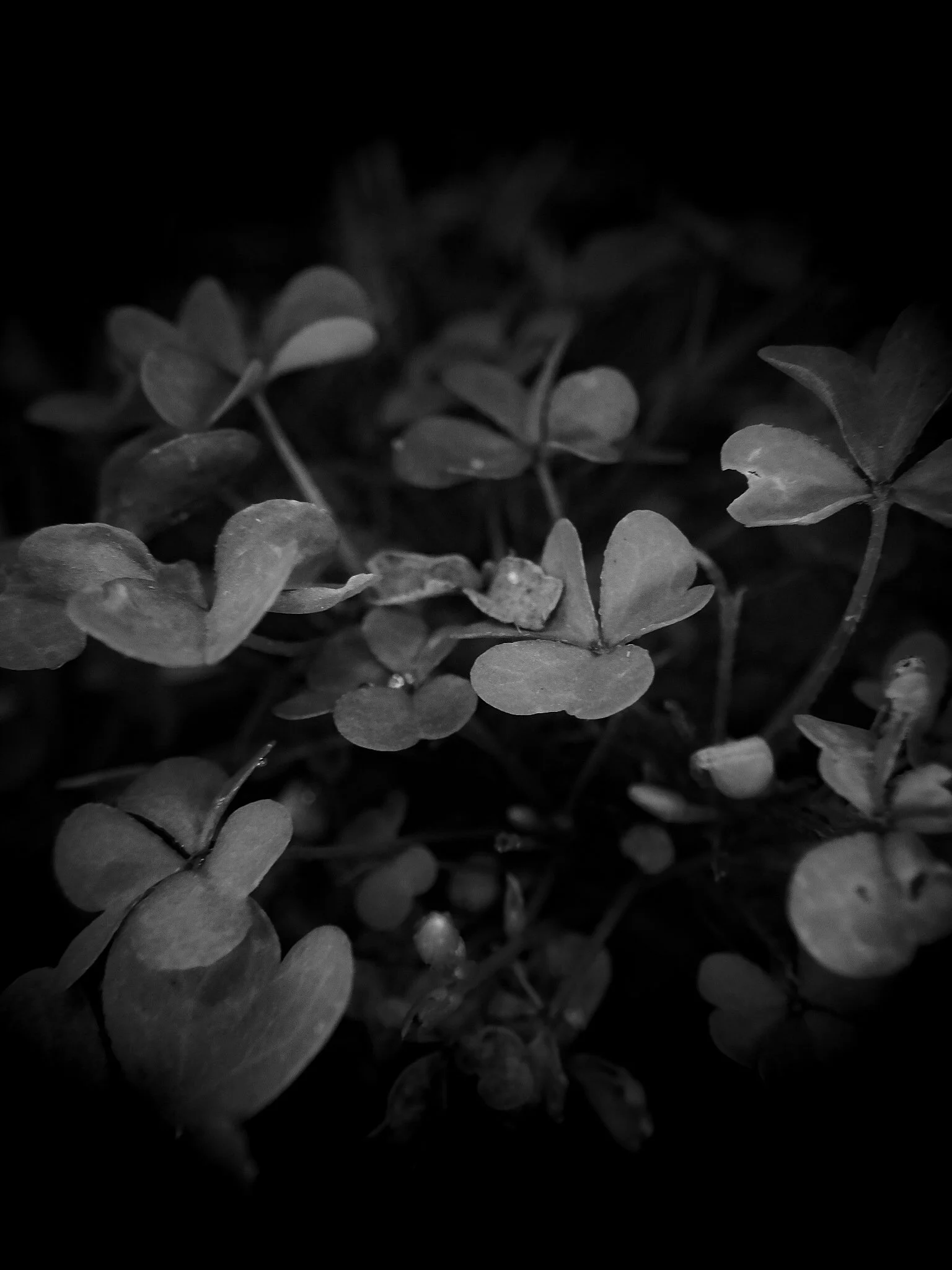 unlucky in monochrome