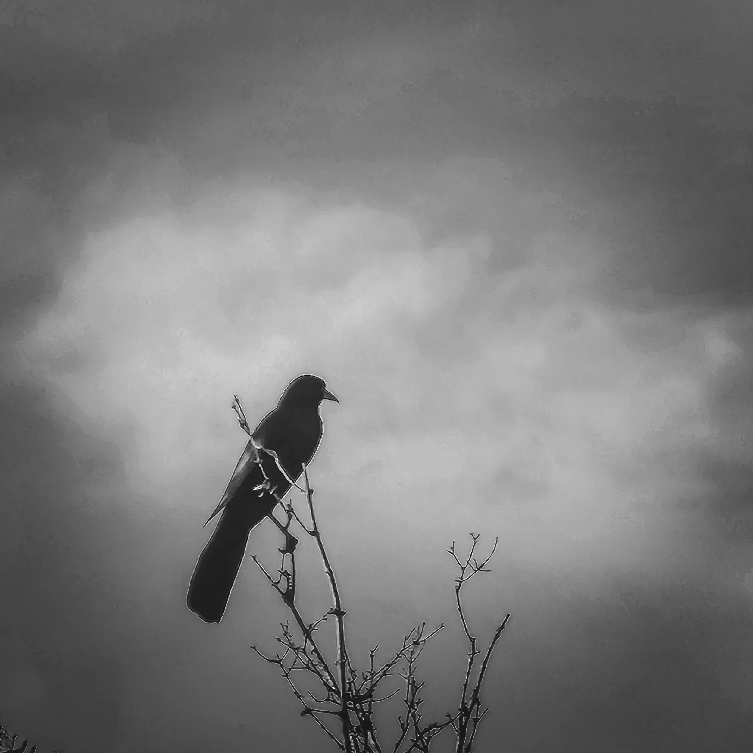 perched