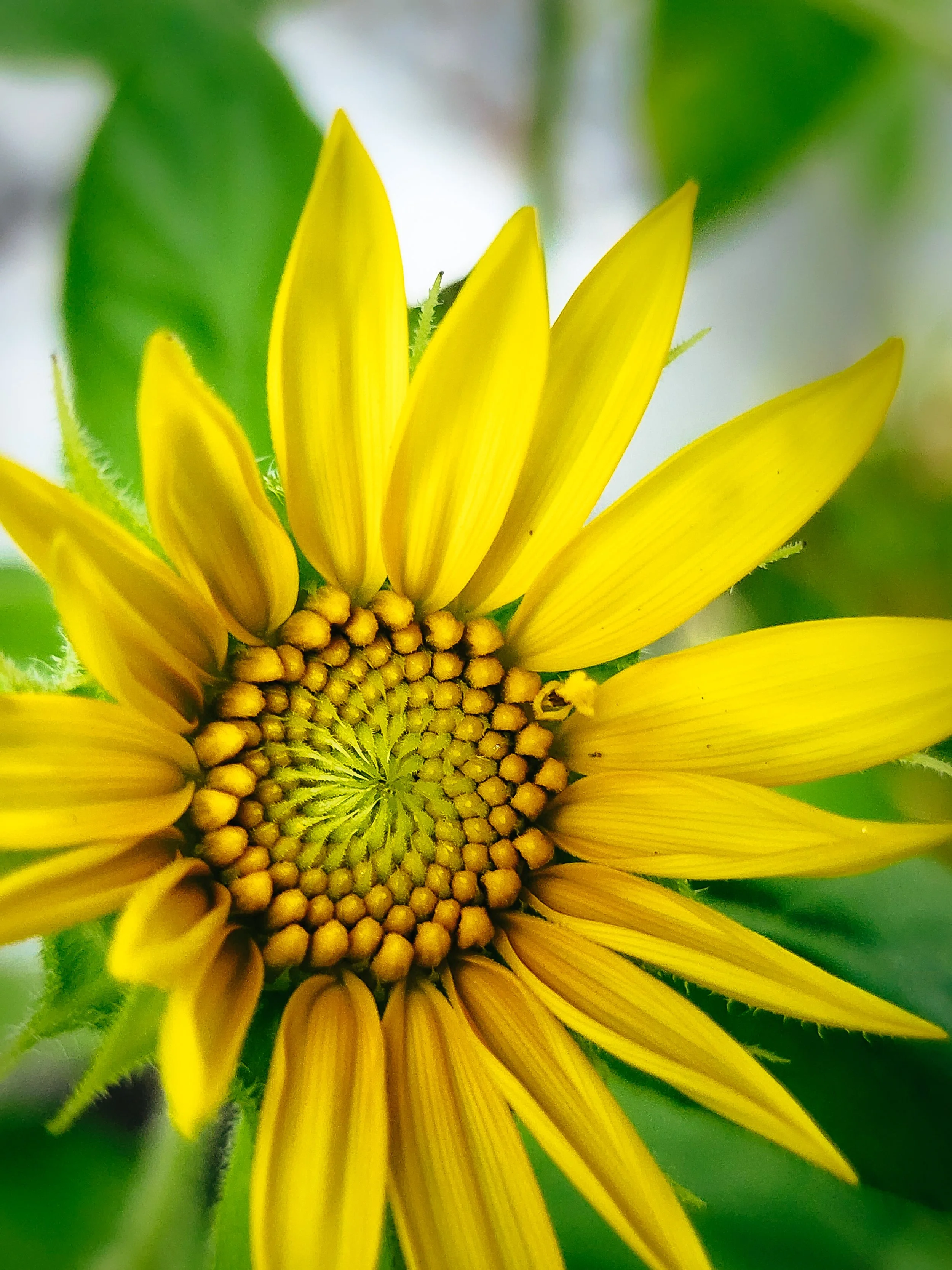 bloom
