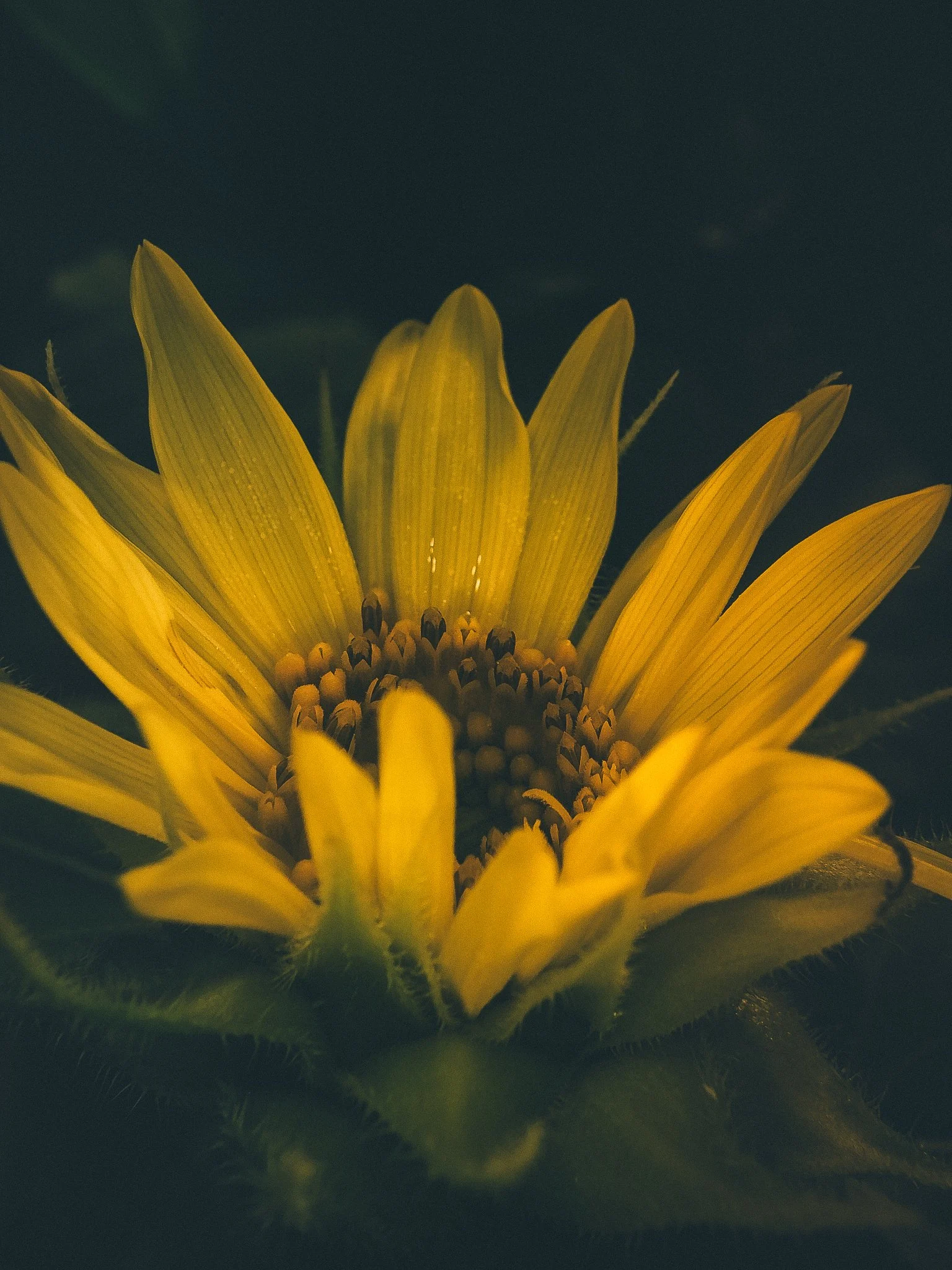 fruitful morning flower