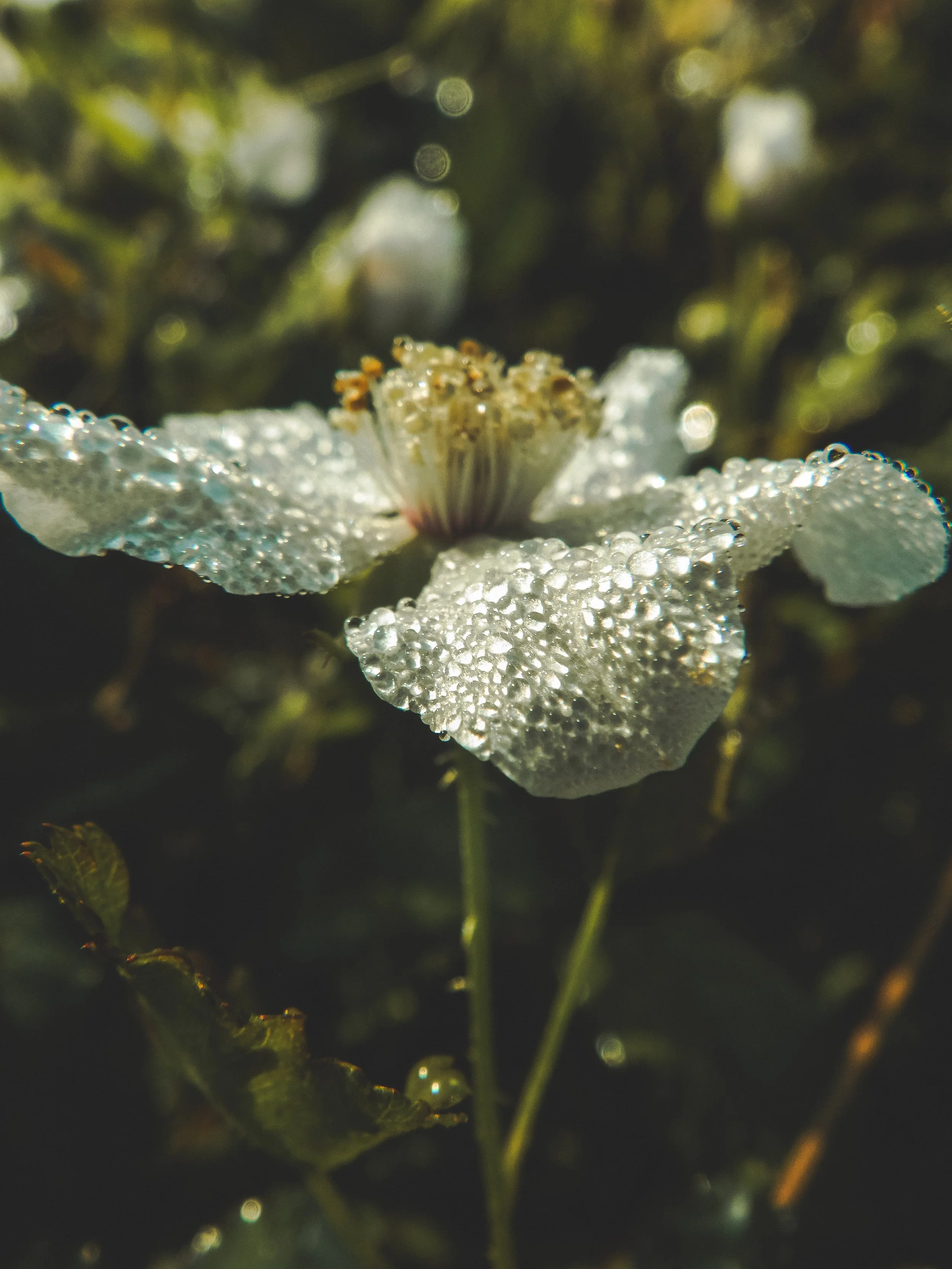 morning dew collection