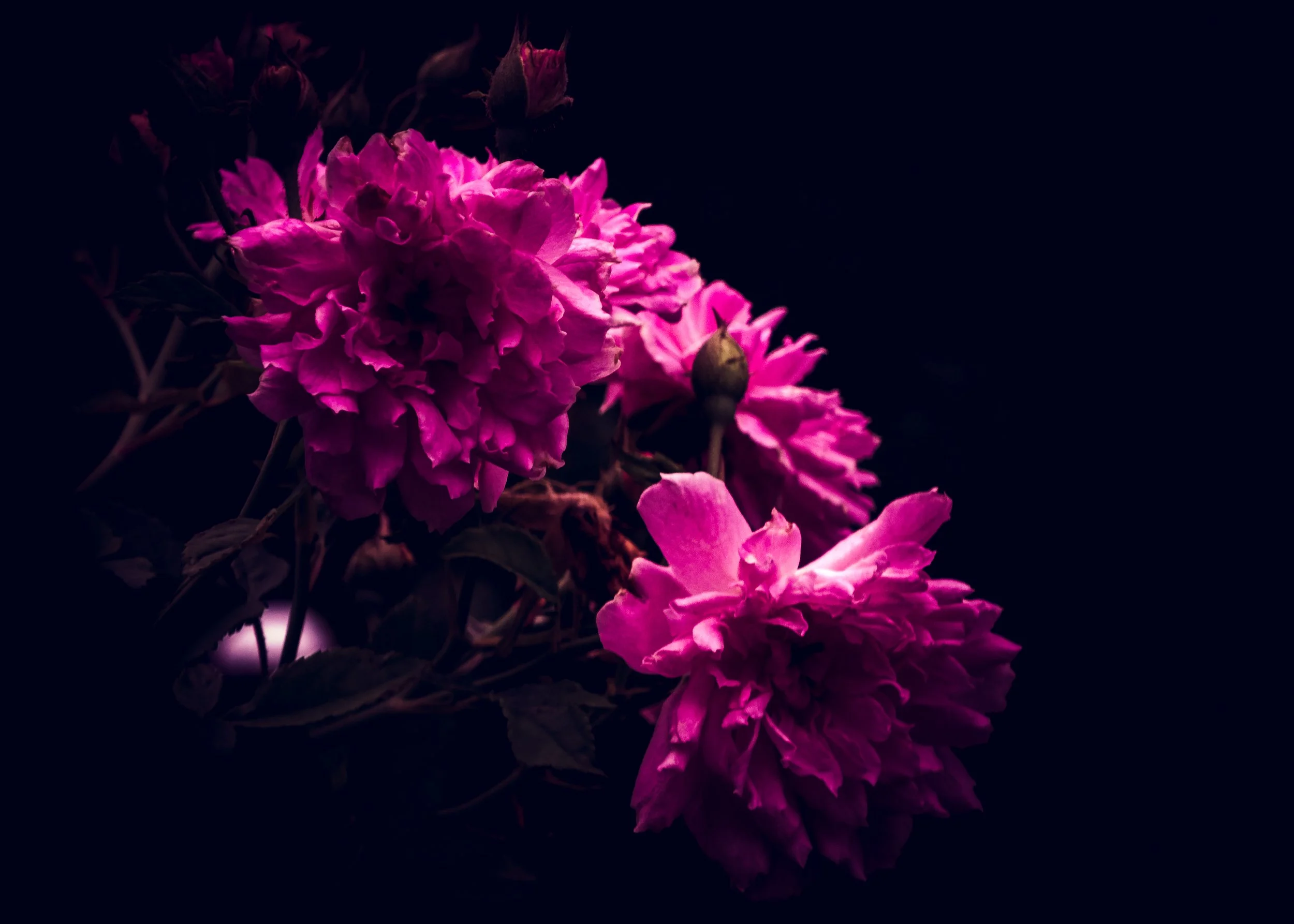velvet decay