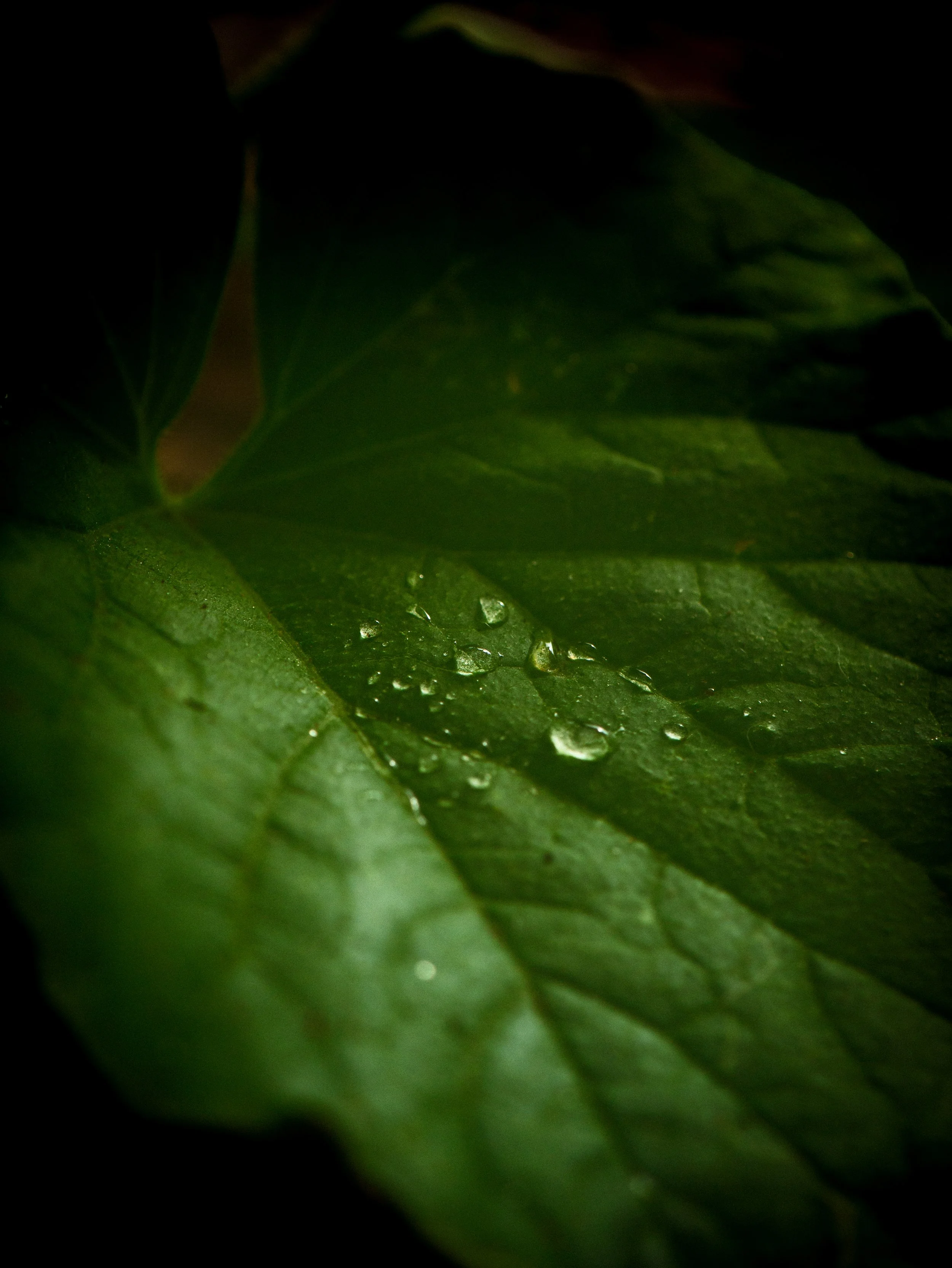 stillness on green