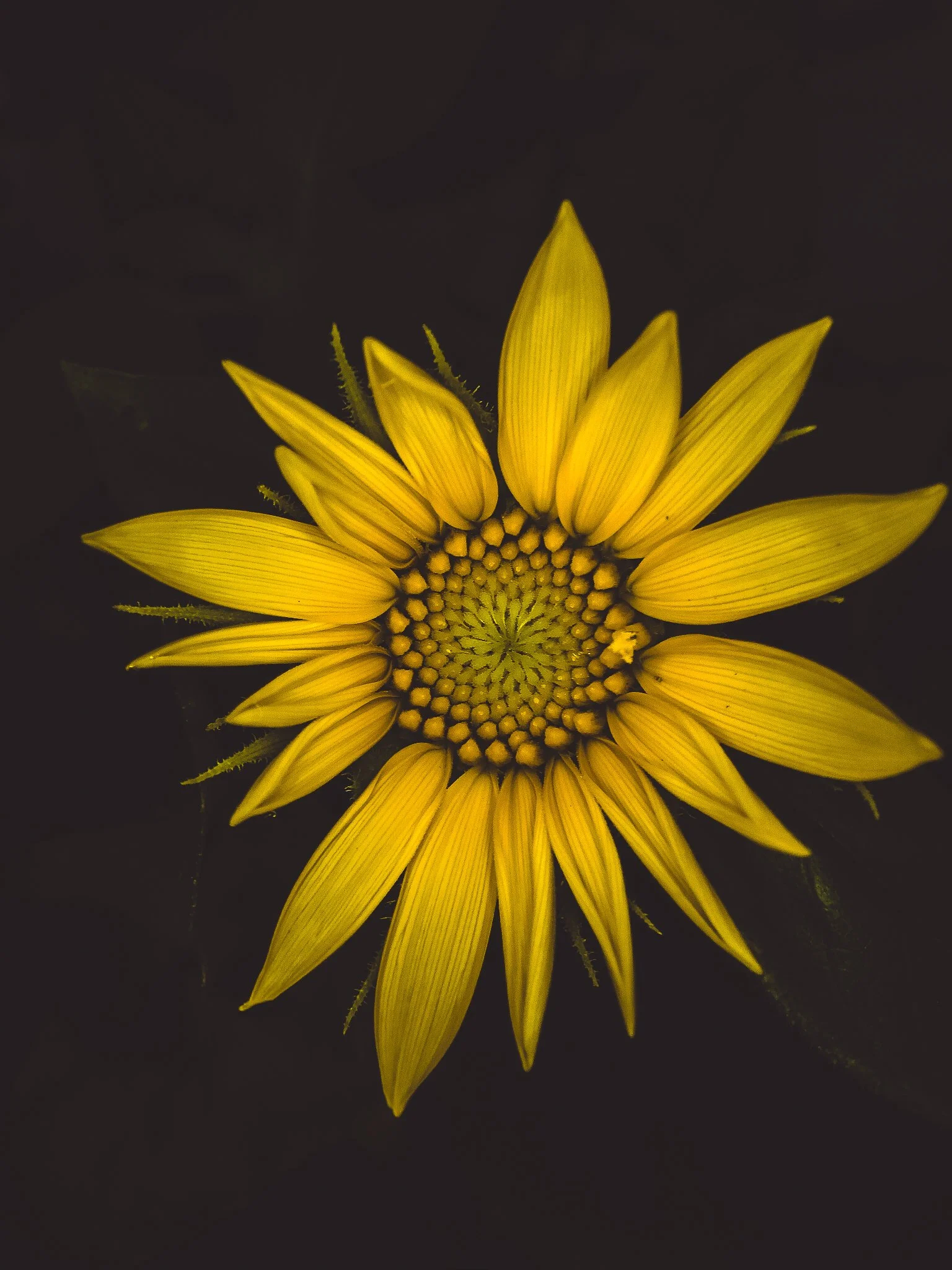 bloom