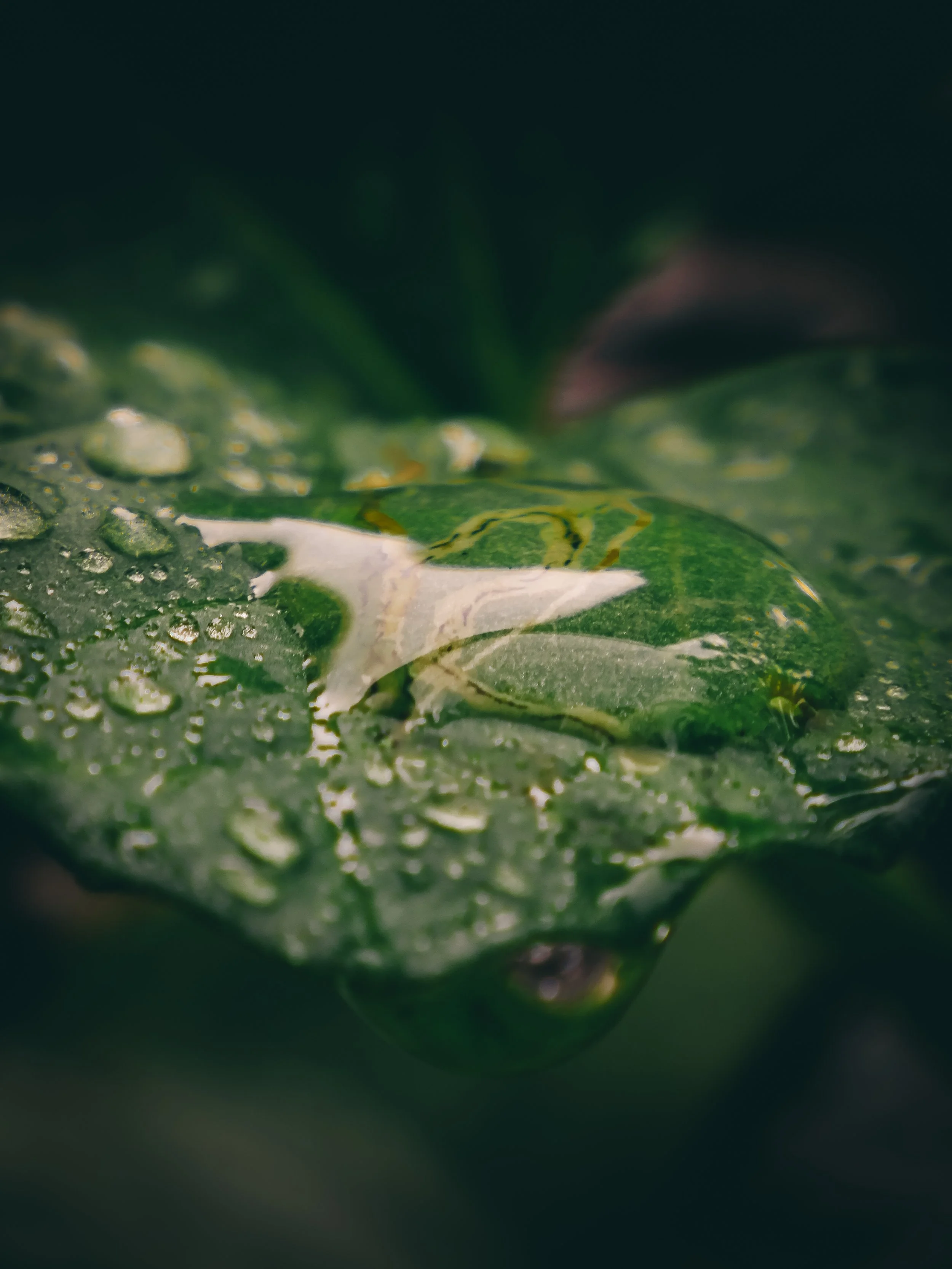 the silence after the rain