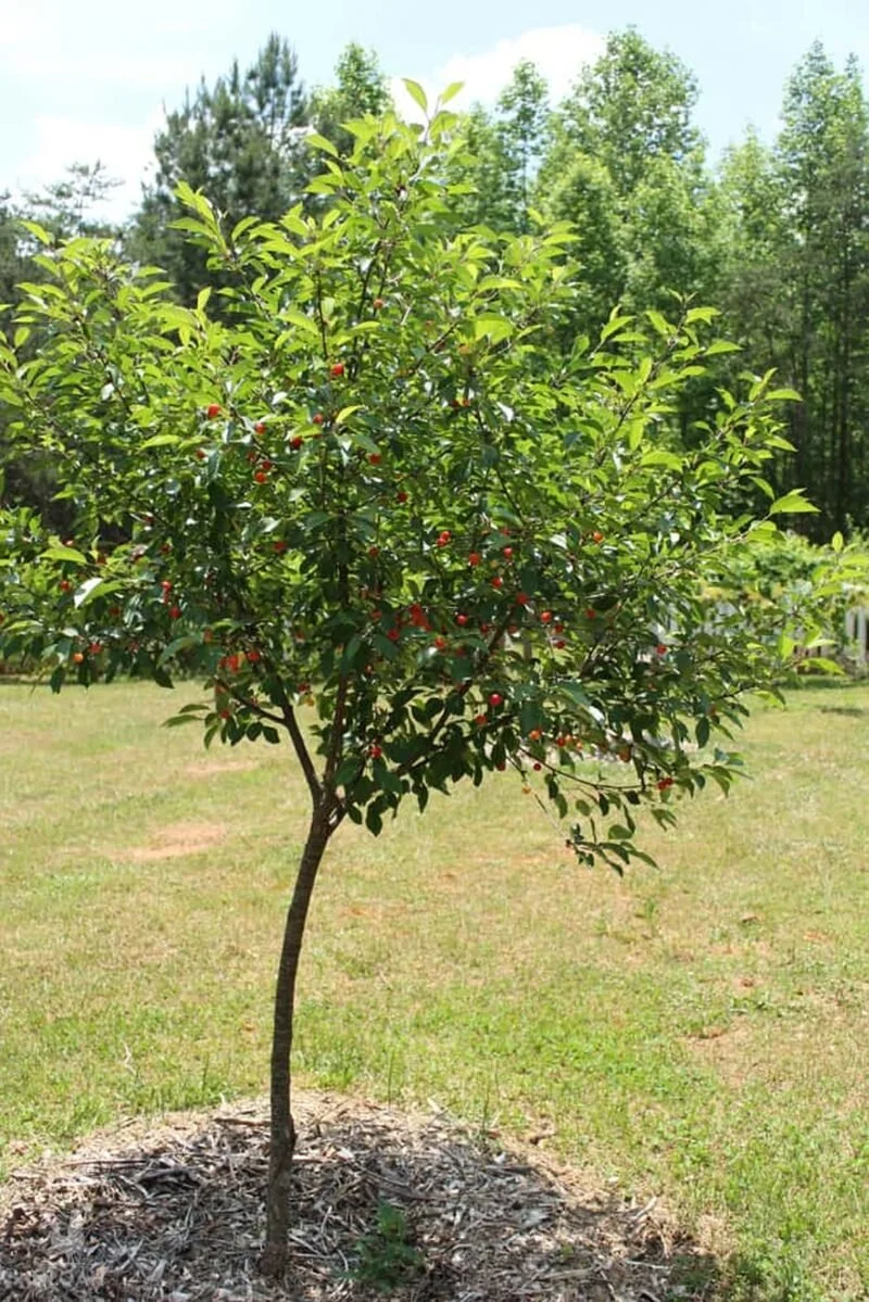 Montmorency Cherry
