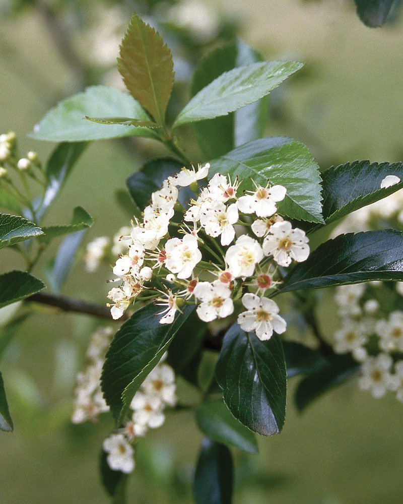 thornless hawthorn7.jpg