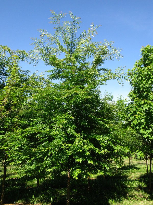 grennstone elm_0003.jpg