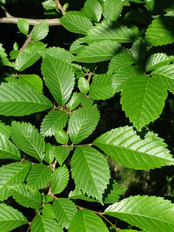 grennstone elm_0001.jpg