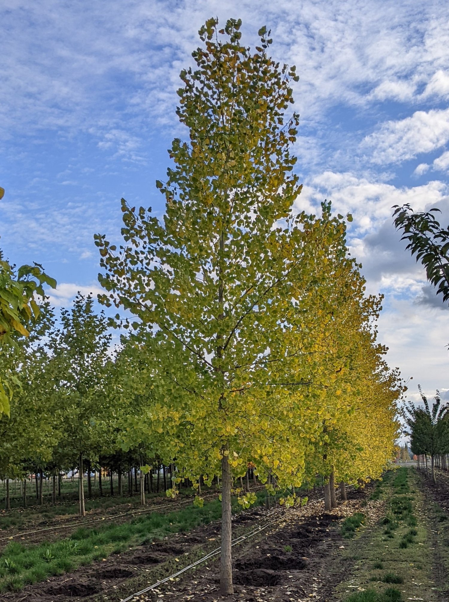 Populus+sargentii+'Jeronimus'+5in+D1-054.jpg
