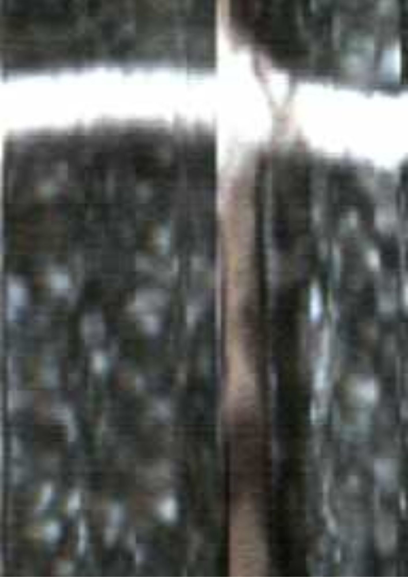 78.jpg