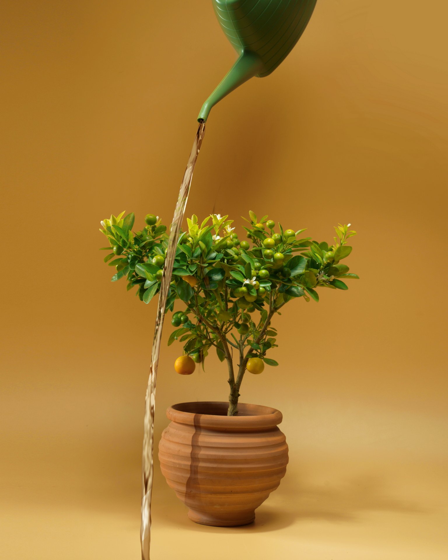 MY : : GARDEN - IN FULL BLOOM