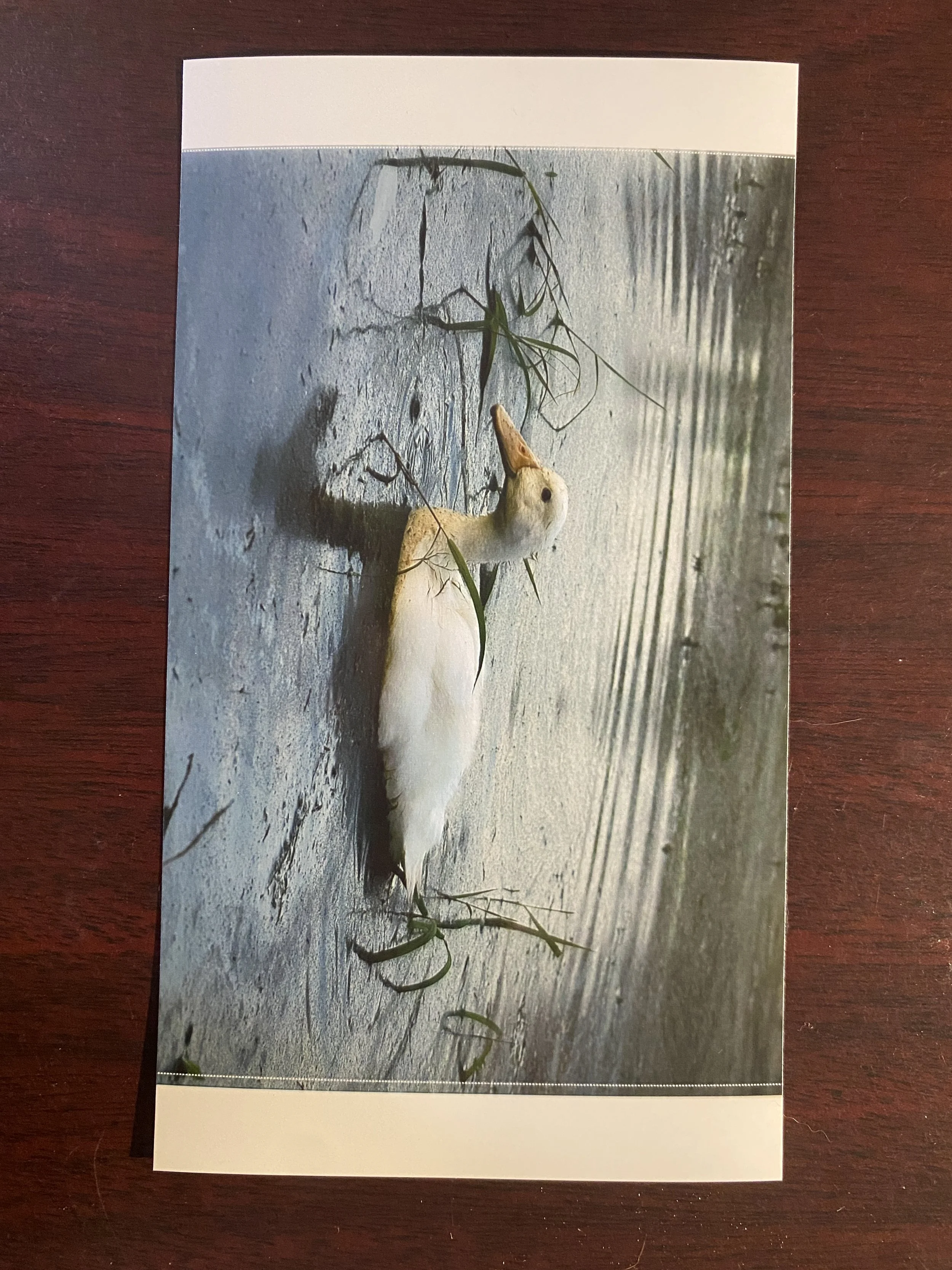 Photogrpahy Print_Duck.JPG