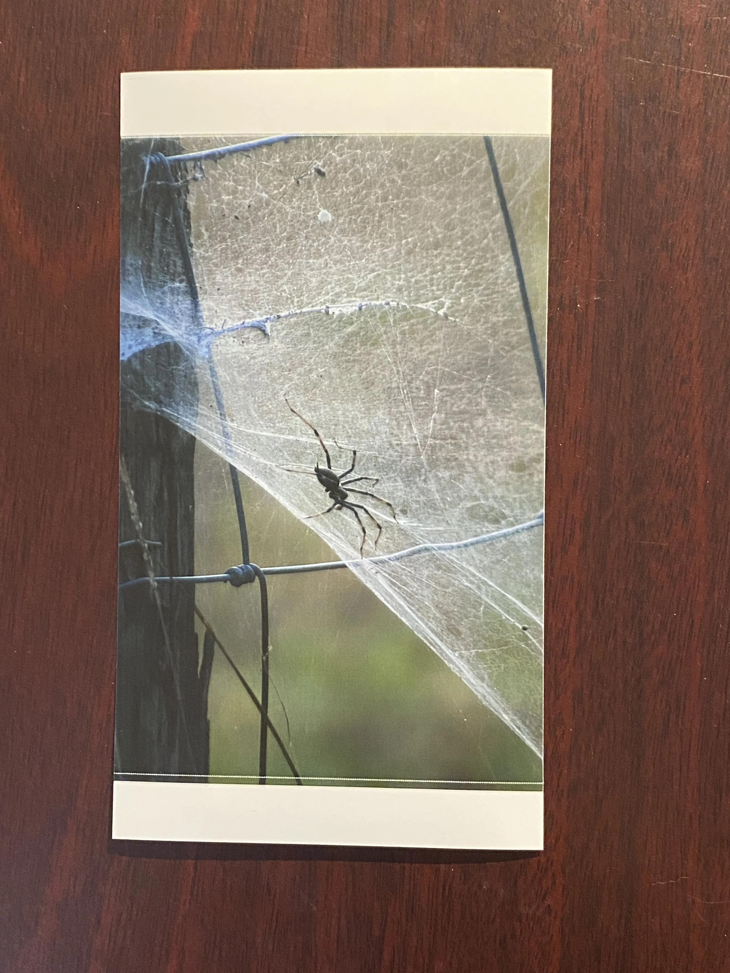 Photography Print_Spider.JPG
