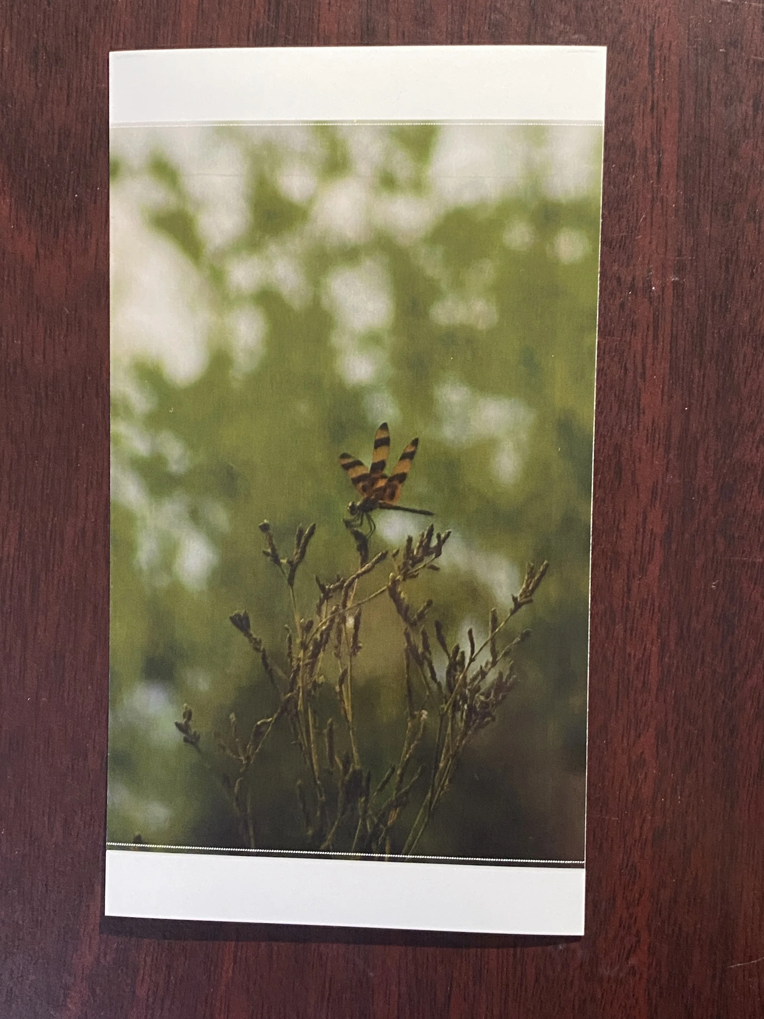 Photography Print_Dragonfly.JPG