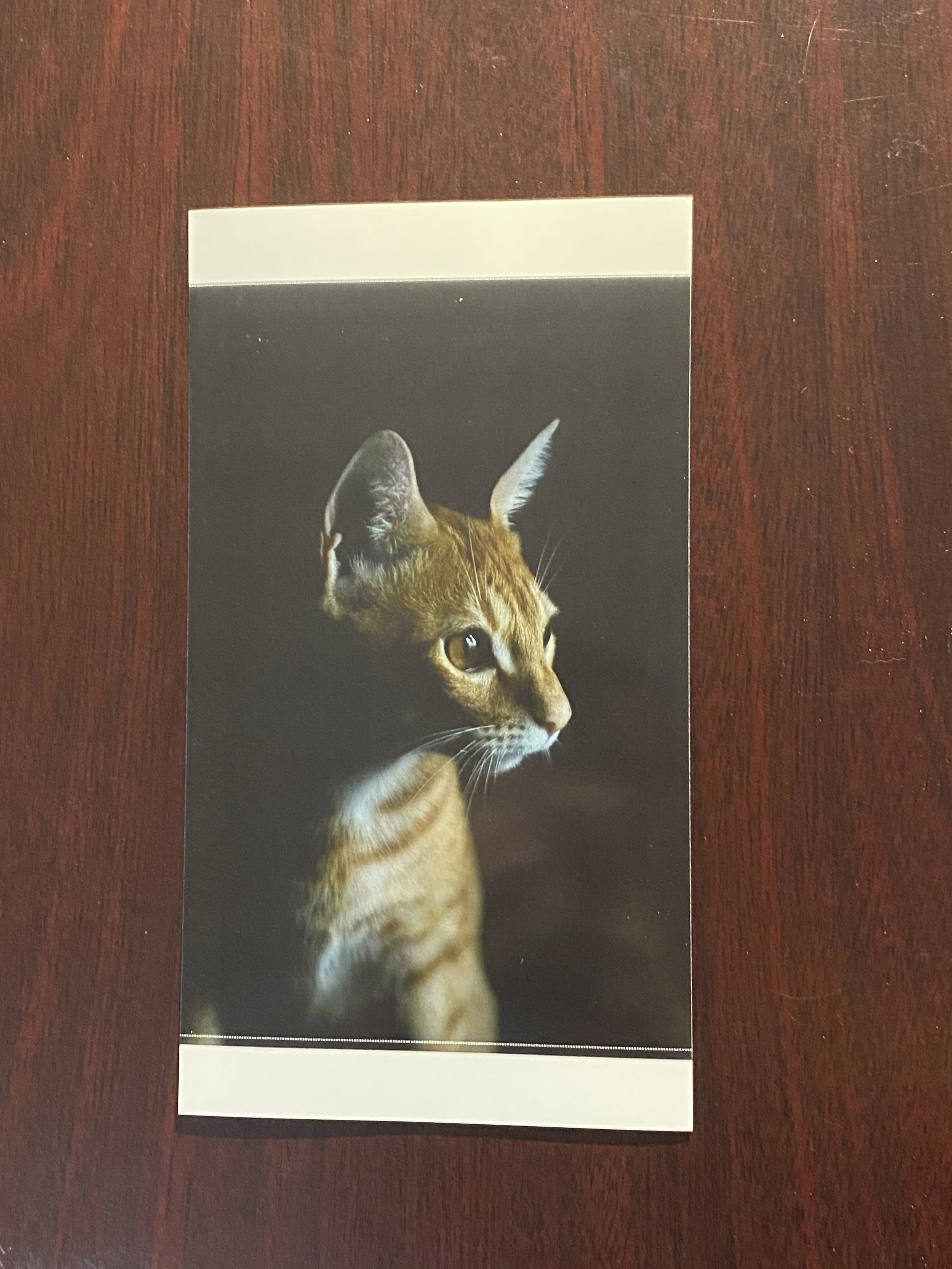 Photography Print_CustomPet.JPG