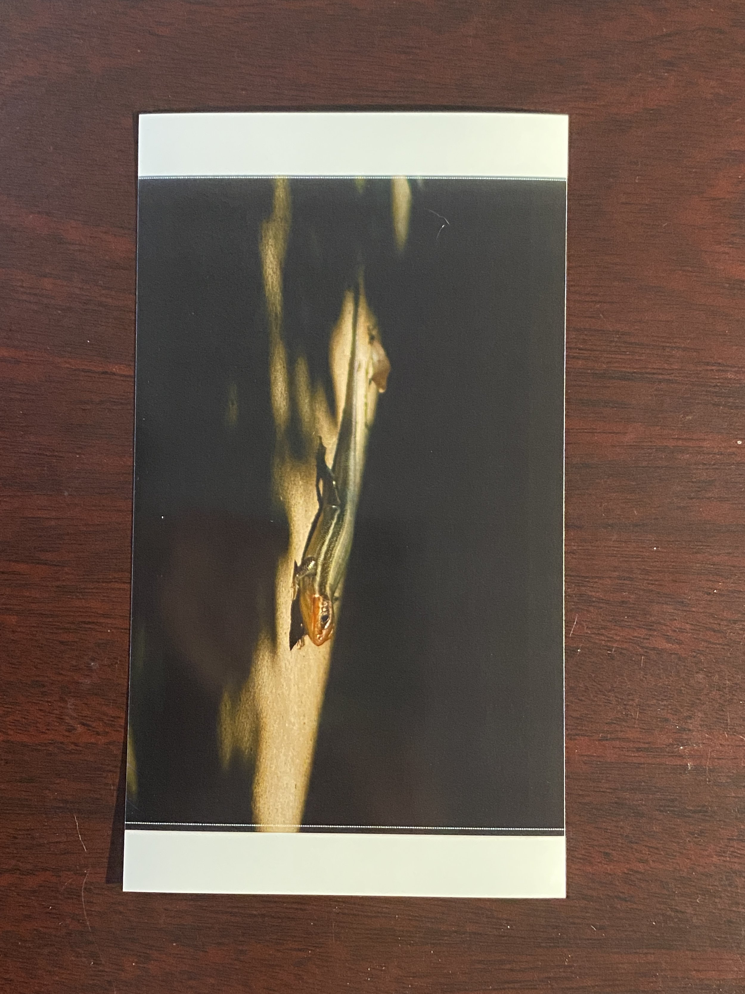 Photography Print_Skink.JPG