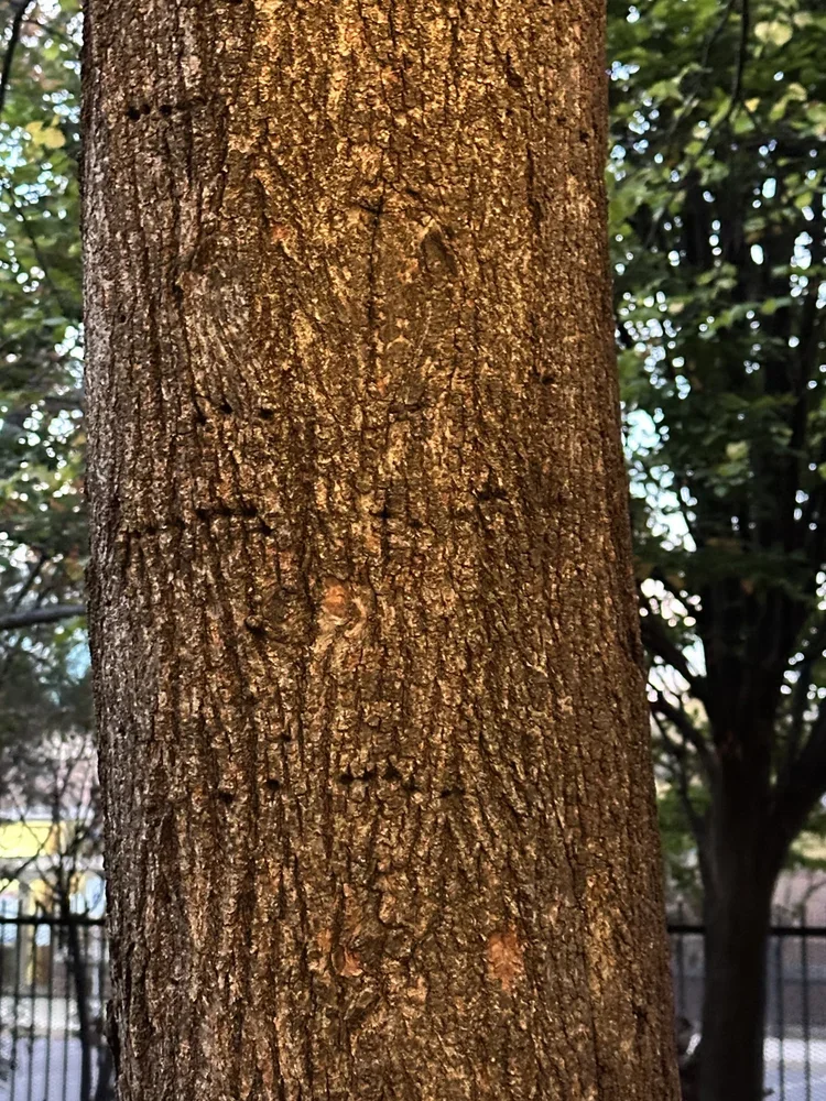 Laura Villavicencio, Board Member