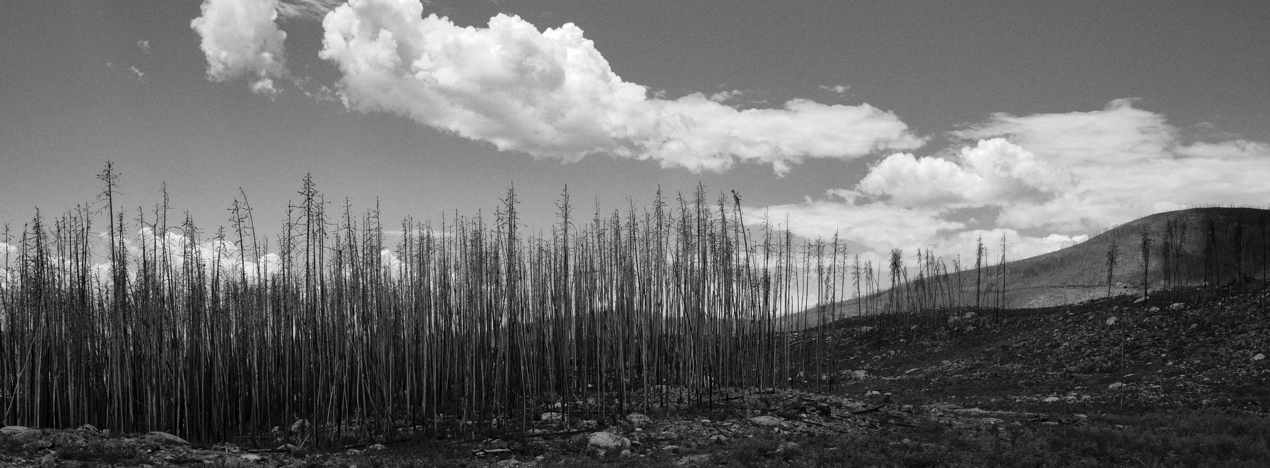 environmental landscape