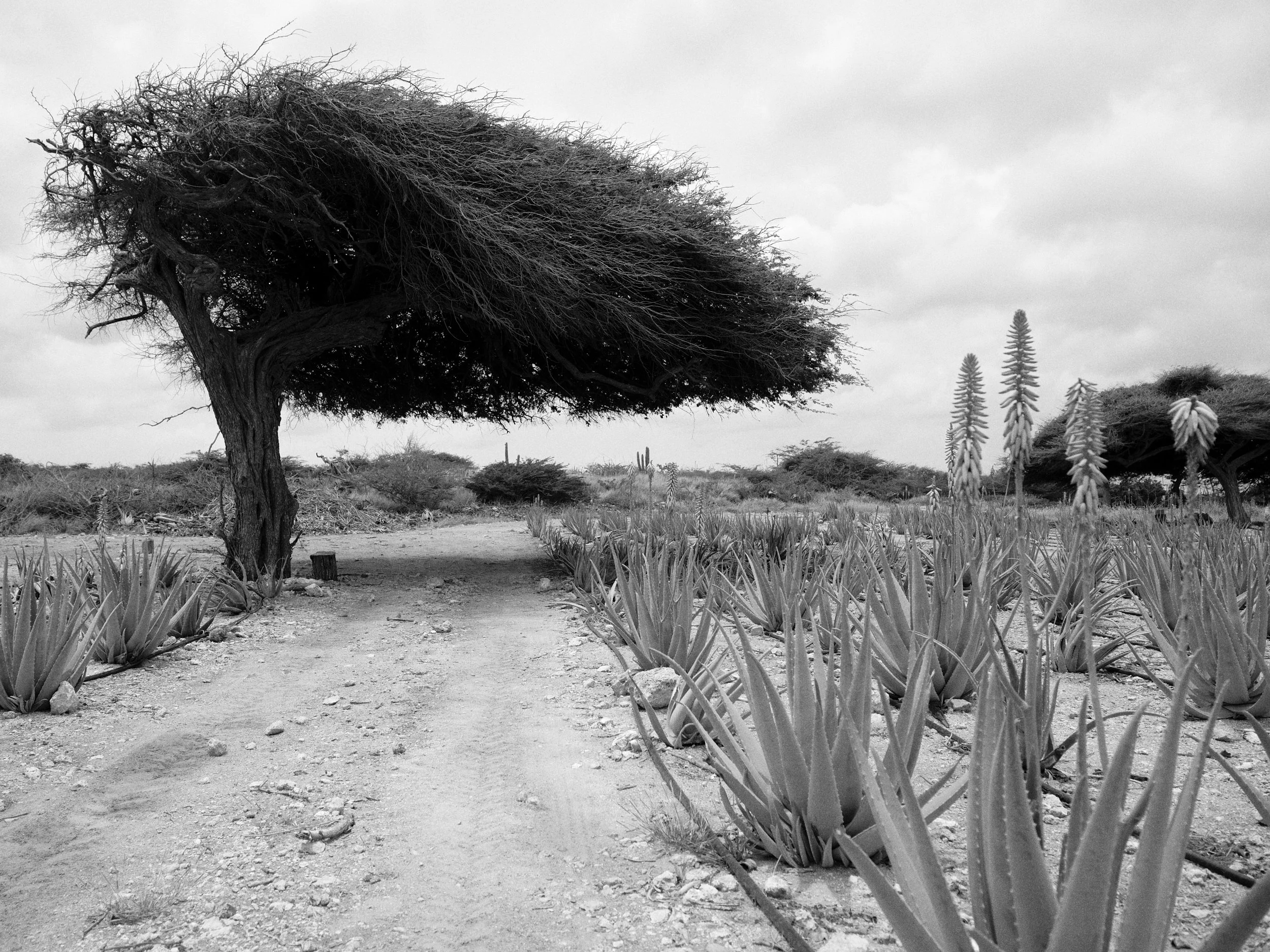 environmental landscape 