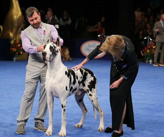 Tarheel Labor Day Dog Show