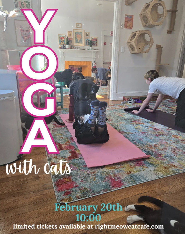 Yoga With Cats