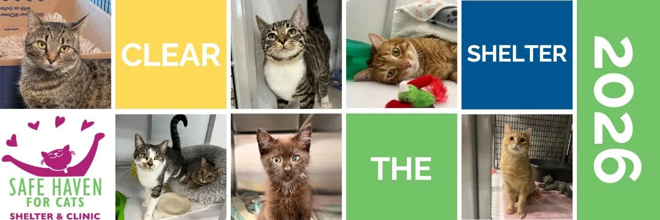SAFE Haven for Cats $10 Adoption Event