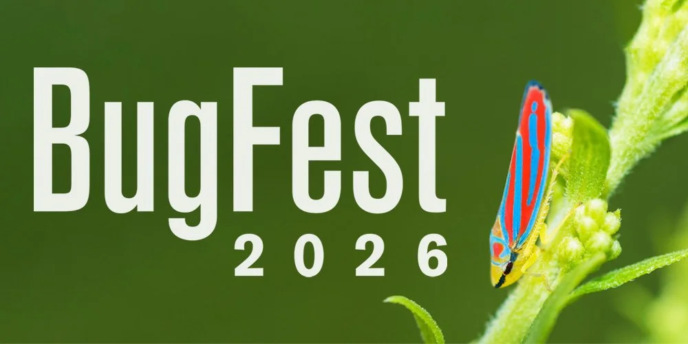 BugFest 2026