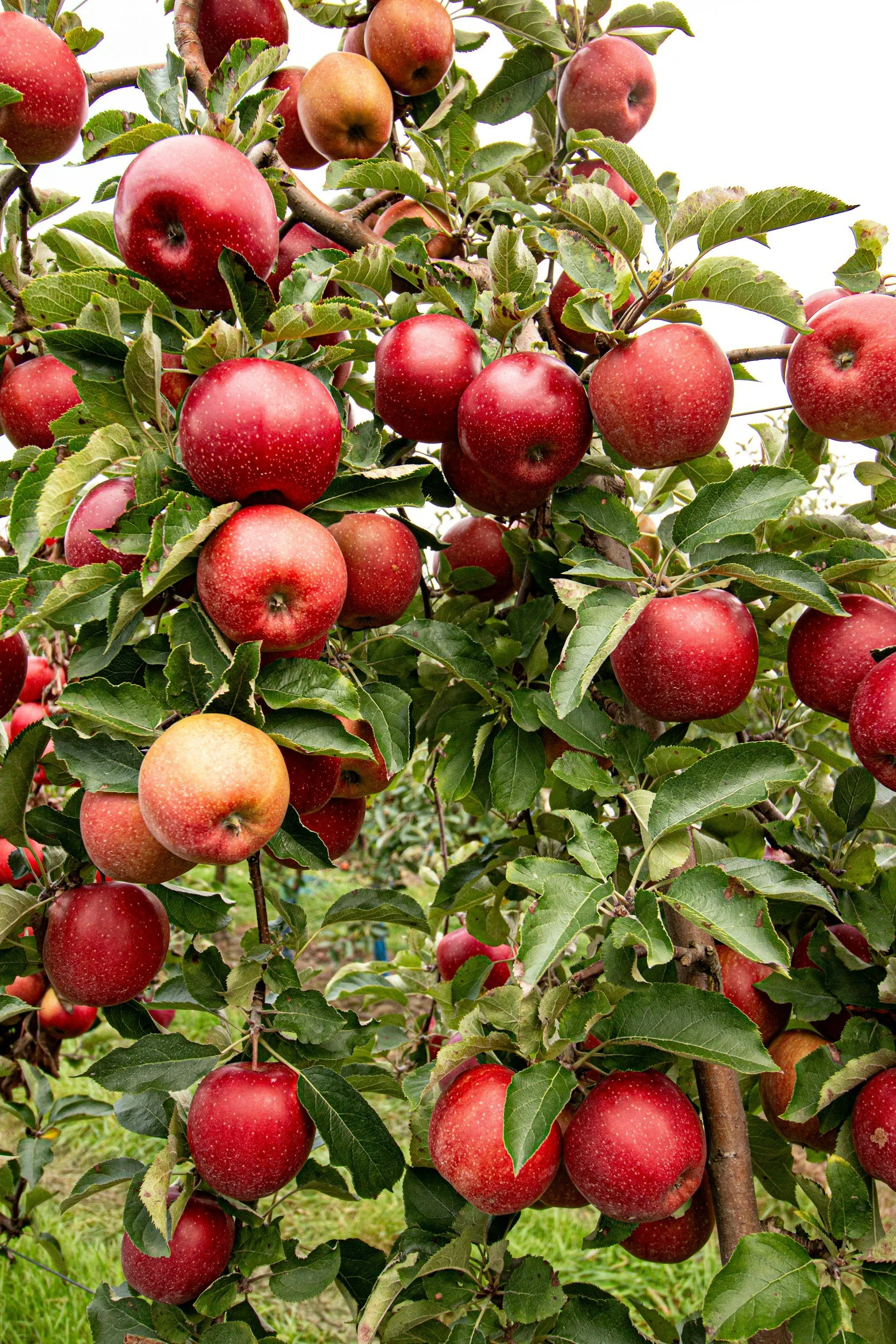 Tour & Apple Picking