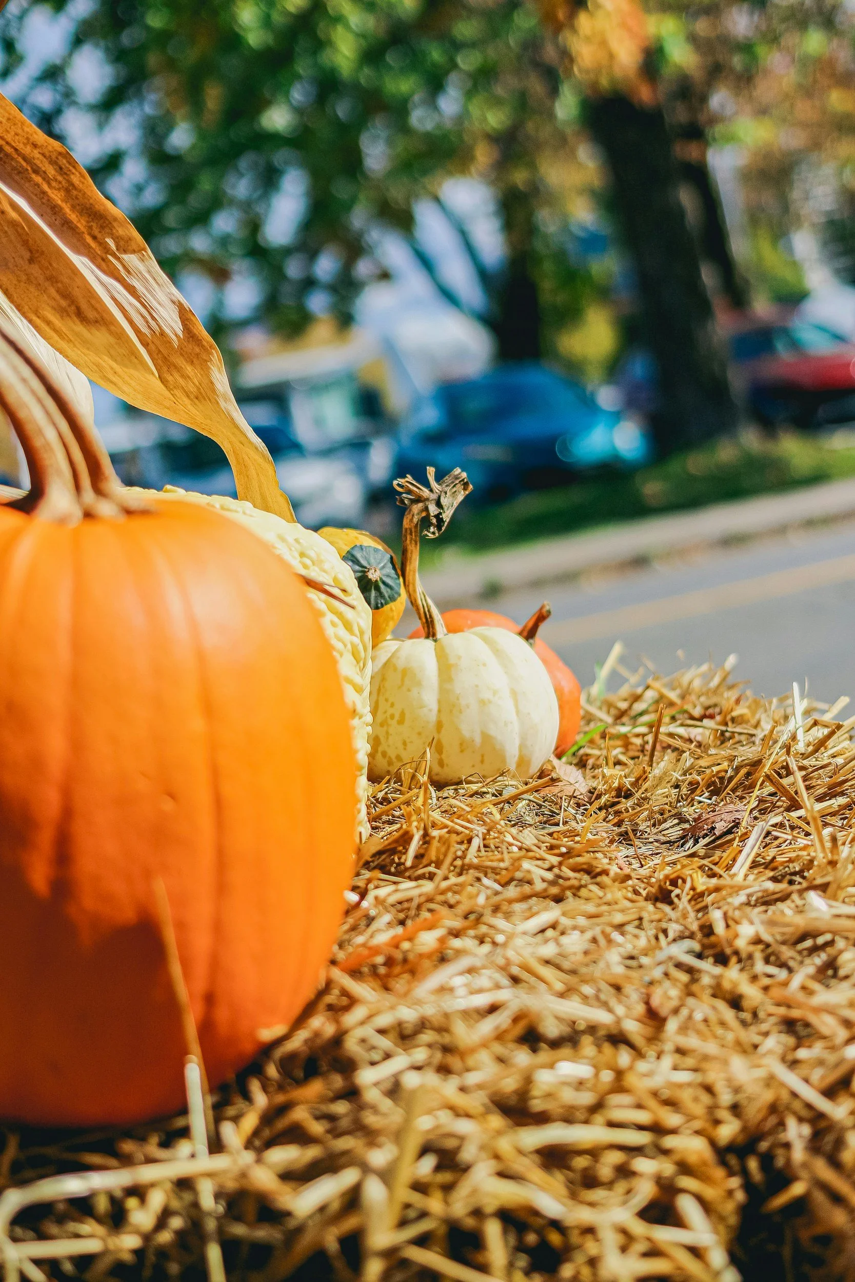 Fall Fest