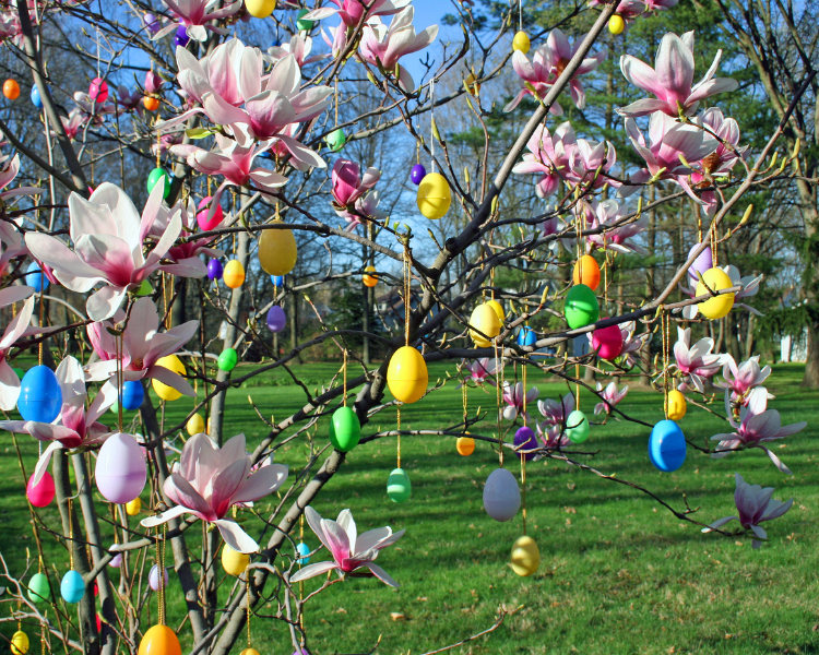 Explore the Arboretum