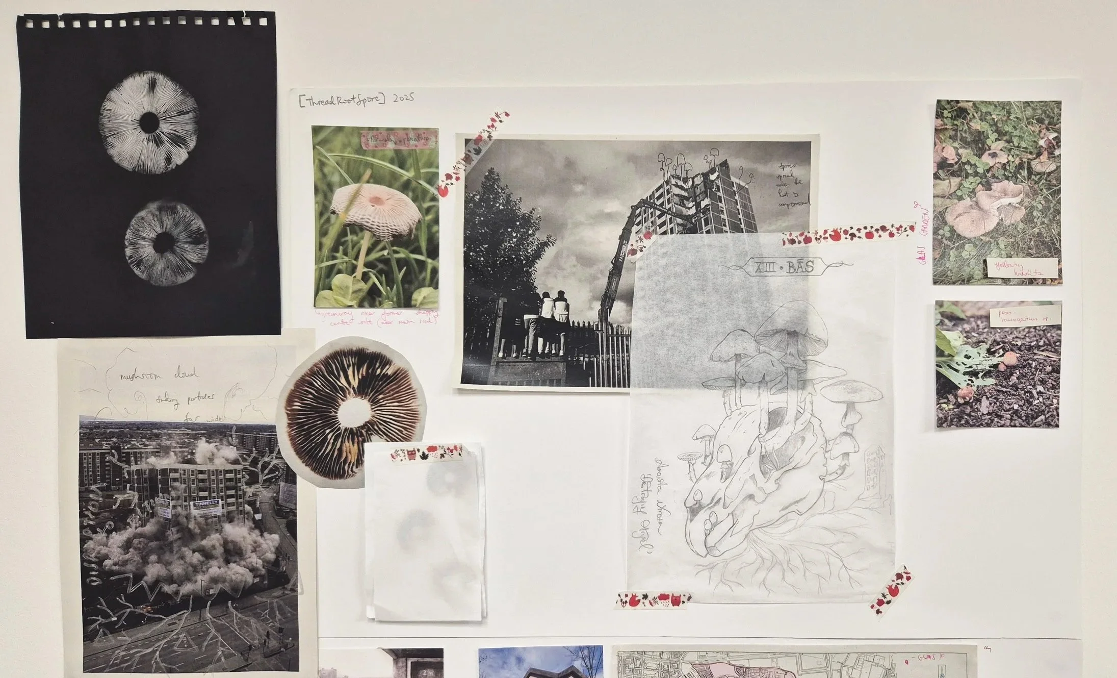 Visually mapping ideas, spore prints, mushroom locations, and other aspects of early research on my studio wall 