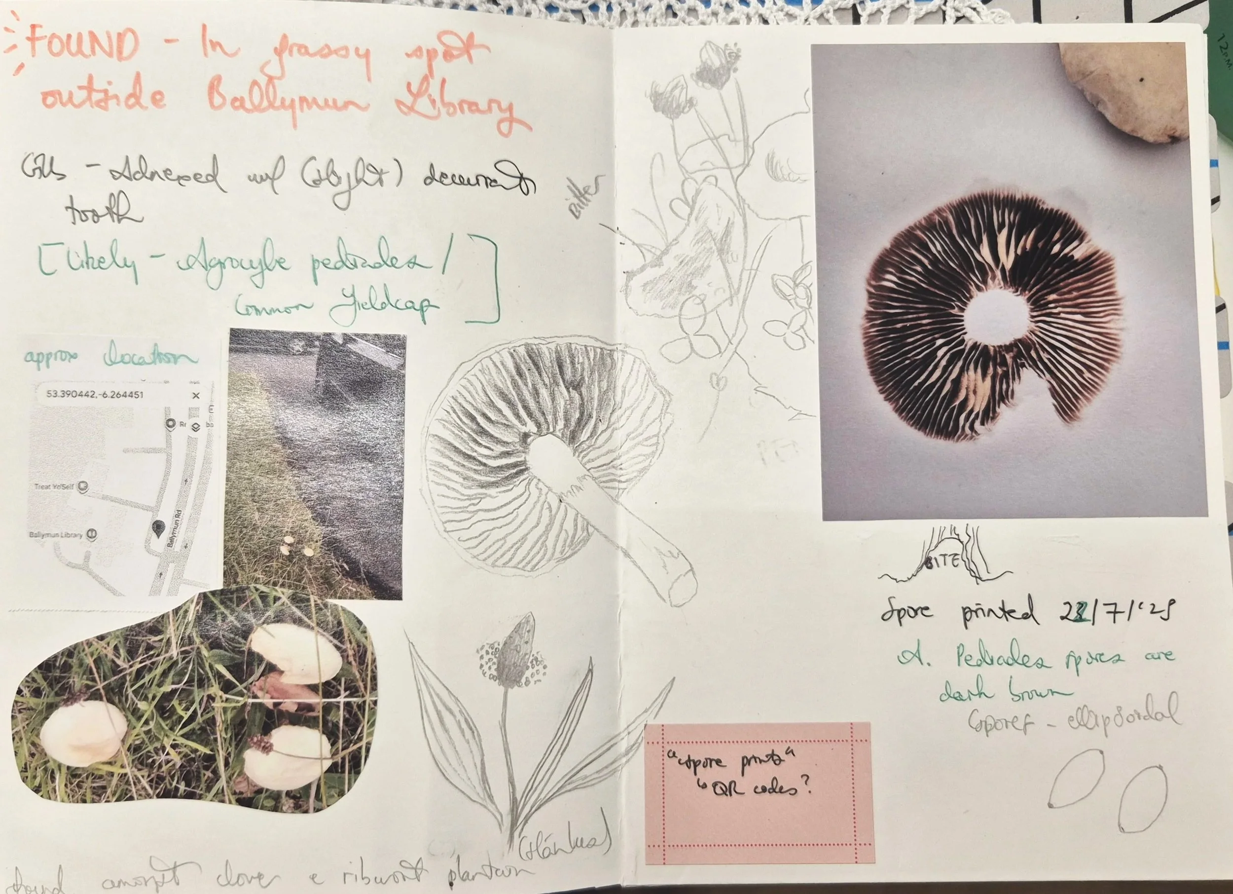 Mini-zine page sample noting the location, possible identification, spore print and habitat of found mushrooms in Ballymun