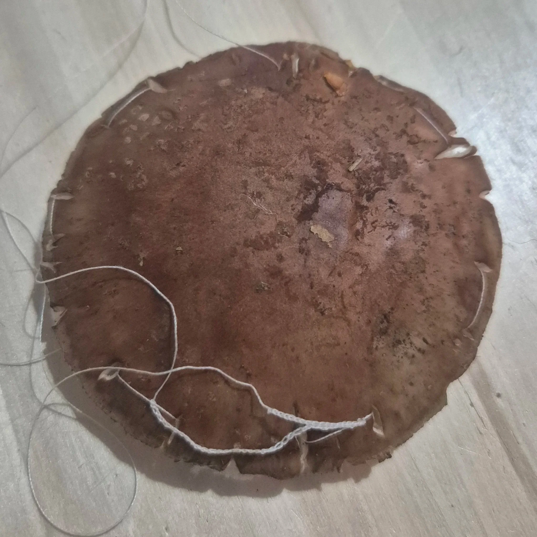 A failed attempt at crocheting a foundation chain into the rim of a mushroom cap in order to crochet lace from it 