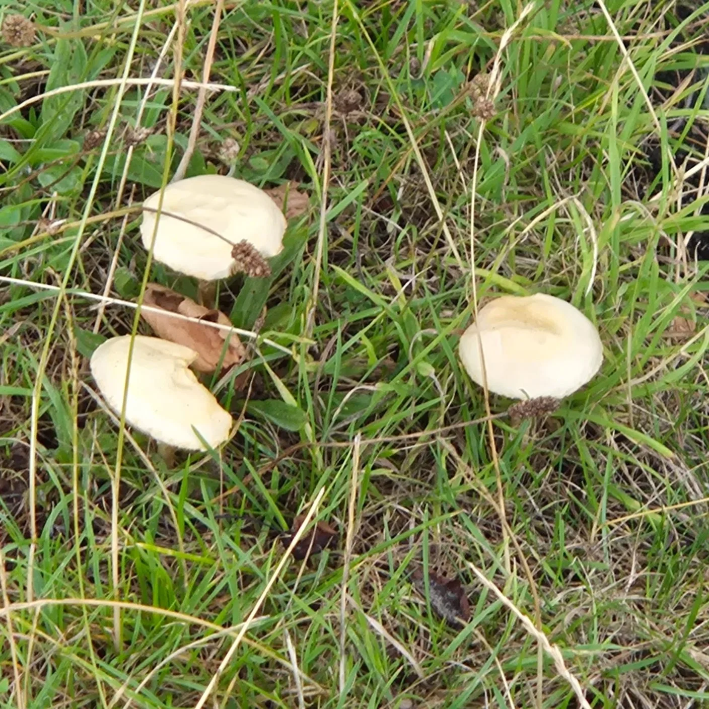 Agrocybe pediades (I think) found outside Ballymun Library